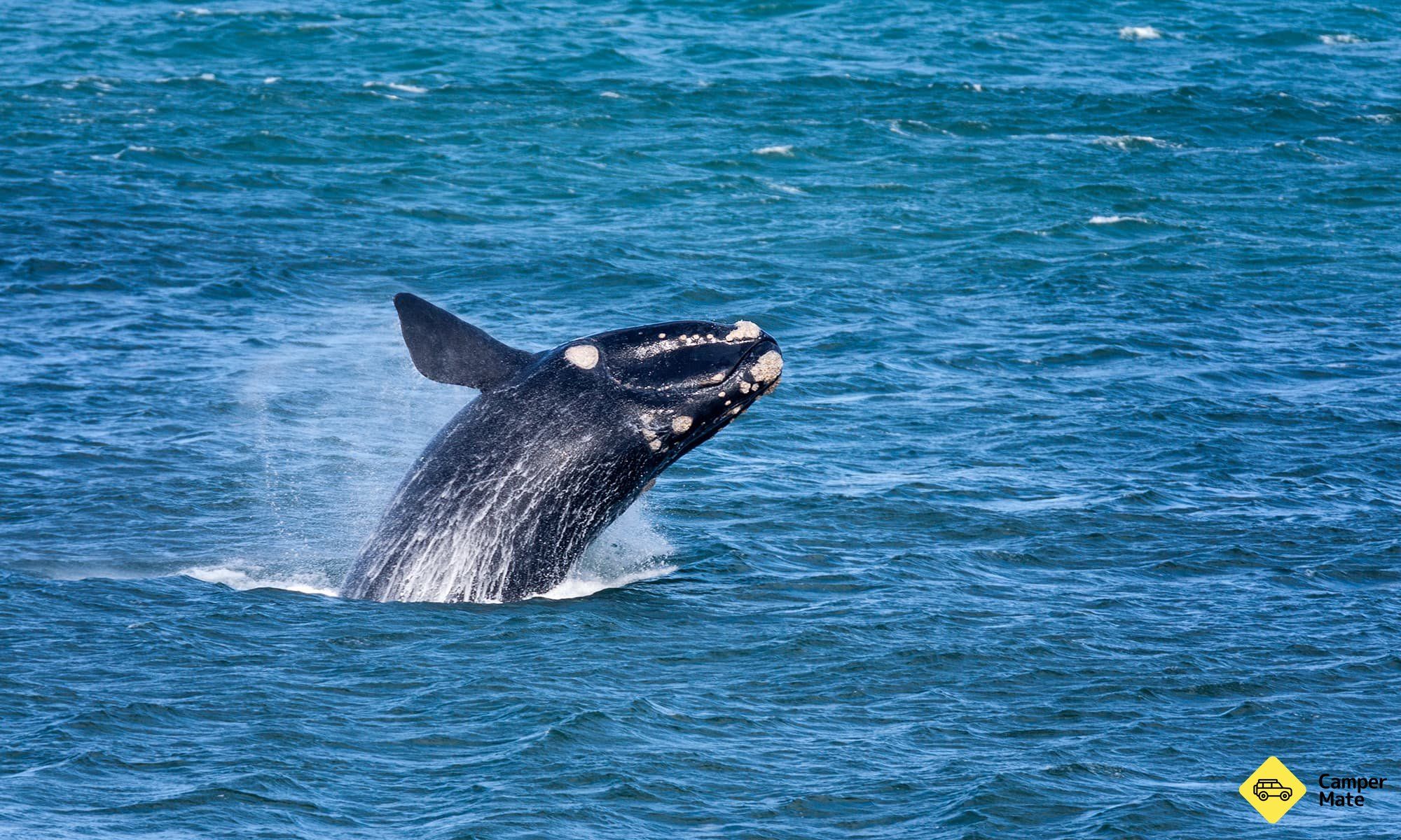 How to Follow Victoria's Winter Whale Trail