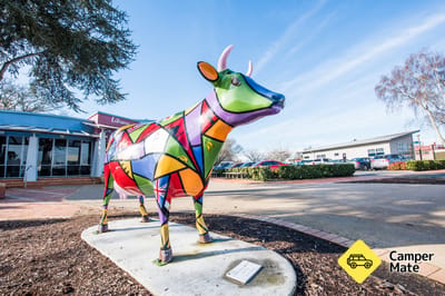 Morrinsville Mega Cow