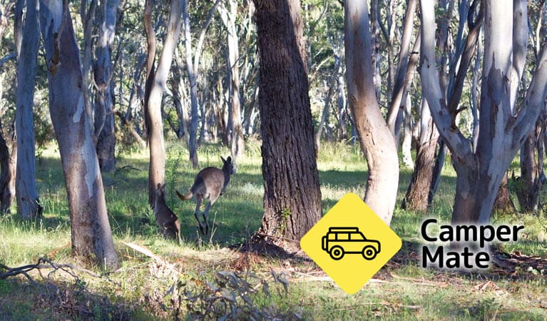 Apsley Falls Campground - Image 2