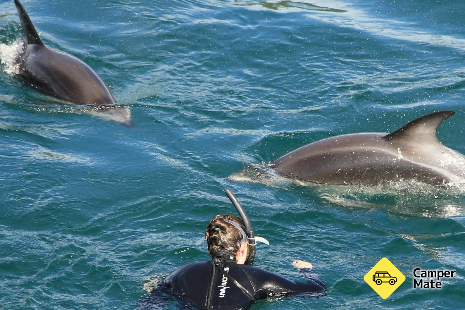 E Ko Dolphin Swimming & Wildlife Tour