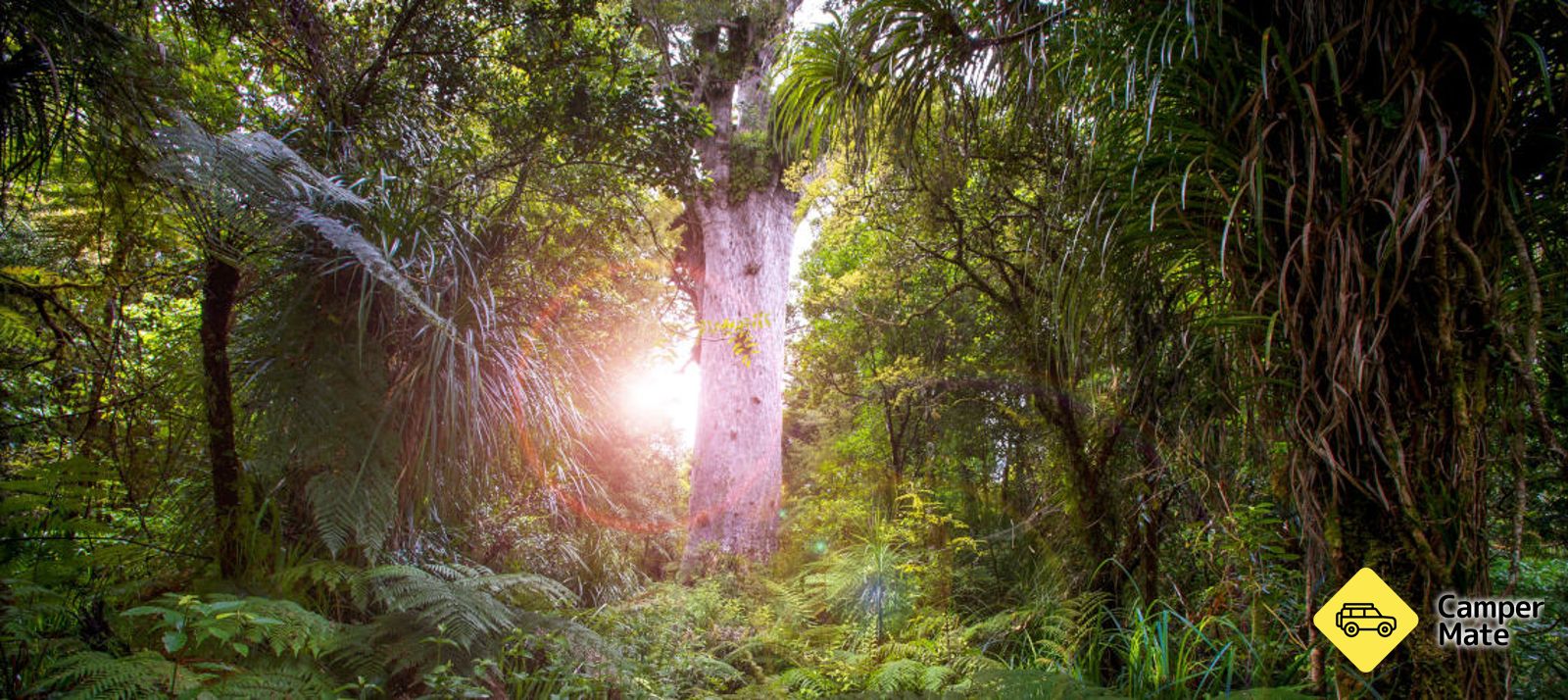 Waipoua Forest