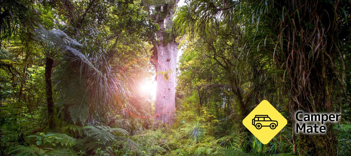 Waipoua Forest Tours - Image 3