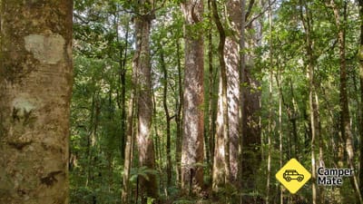 Waipoua Kauri Forest