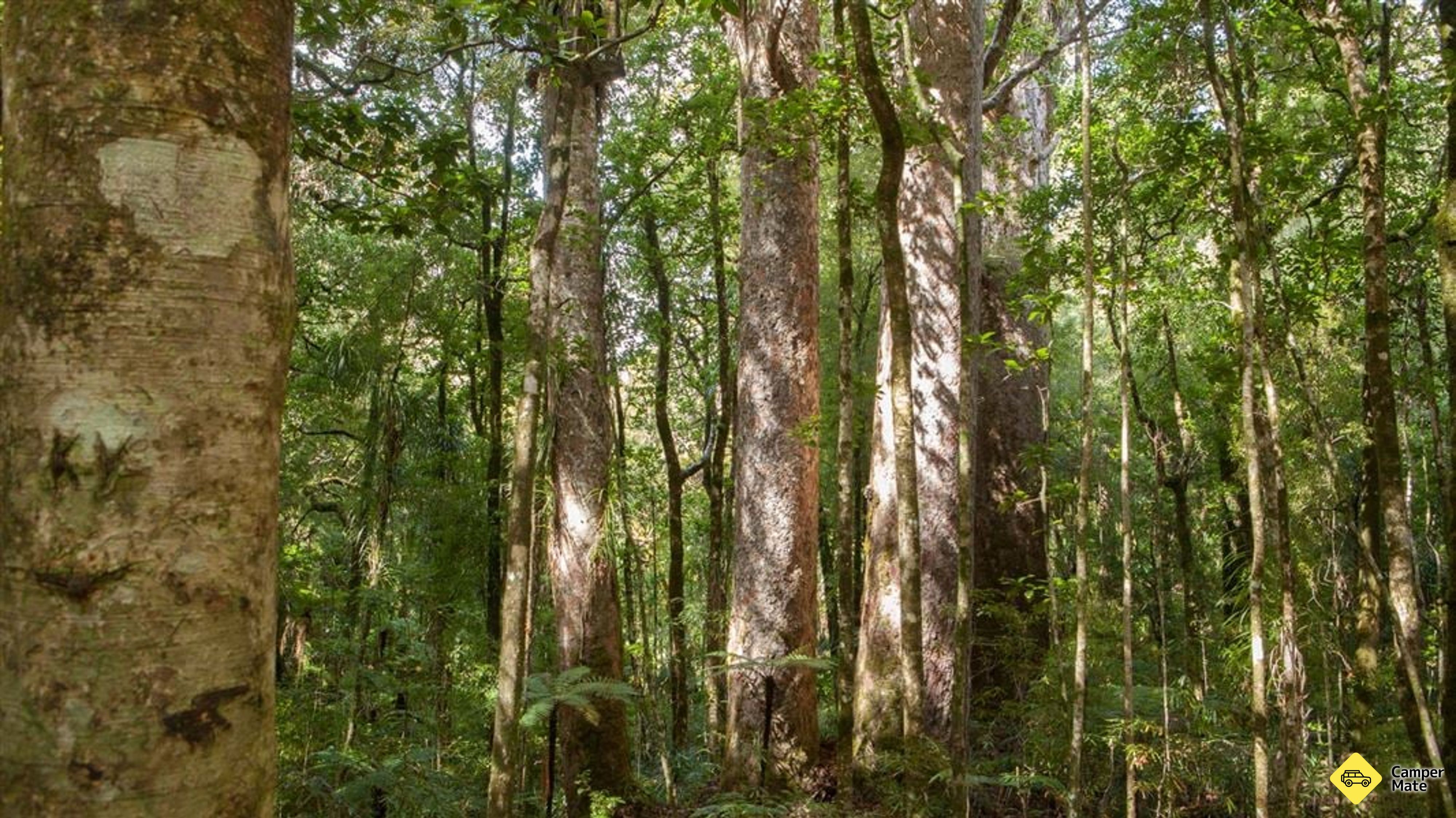 Waipoua Kauri 숲