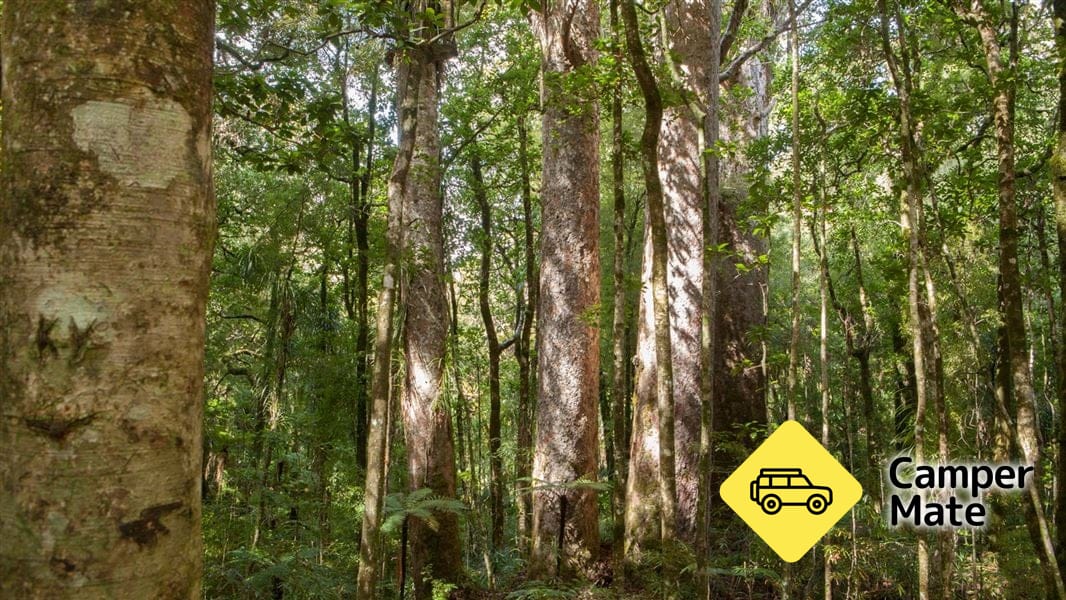 Waipoua Kauri Forest