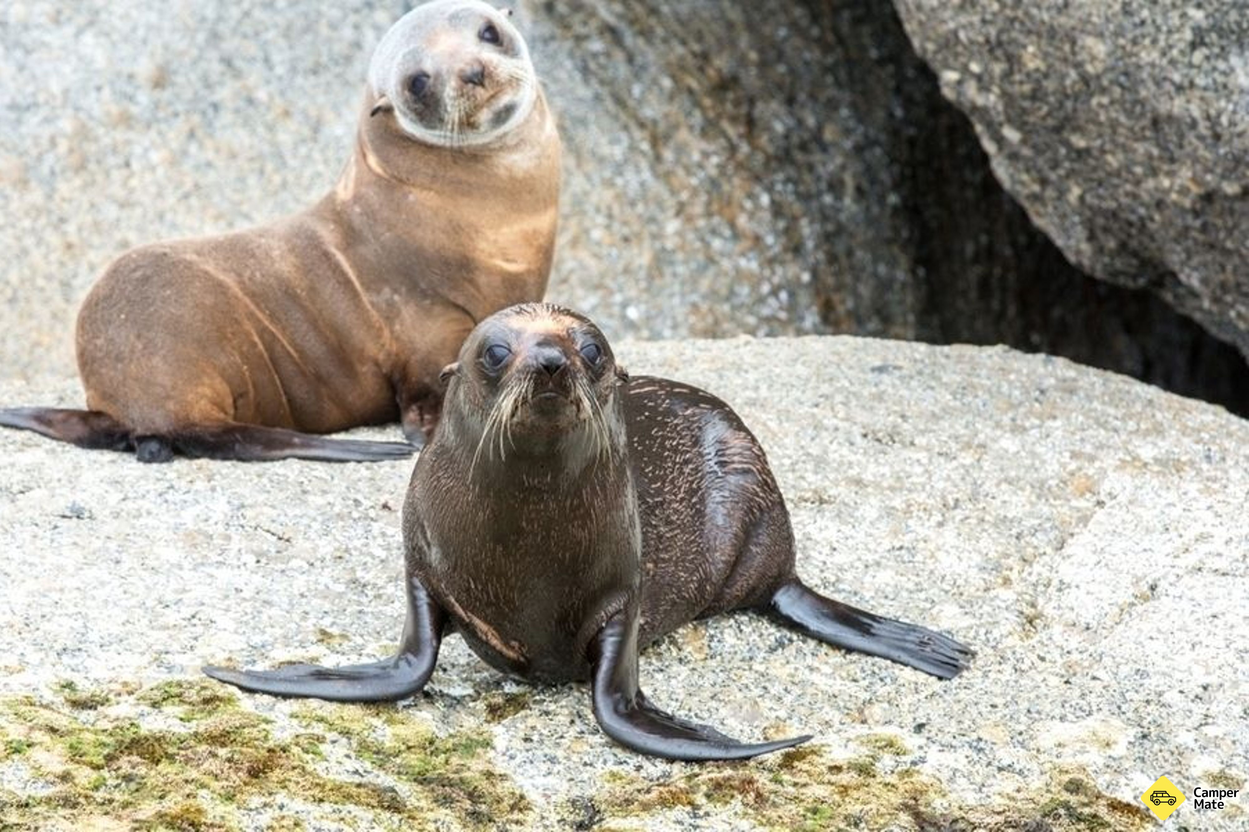 Crociera Victor Harbor Southern Ocean Adventure - Image 3
