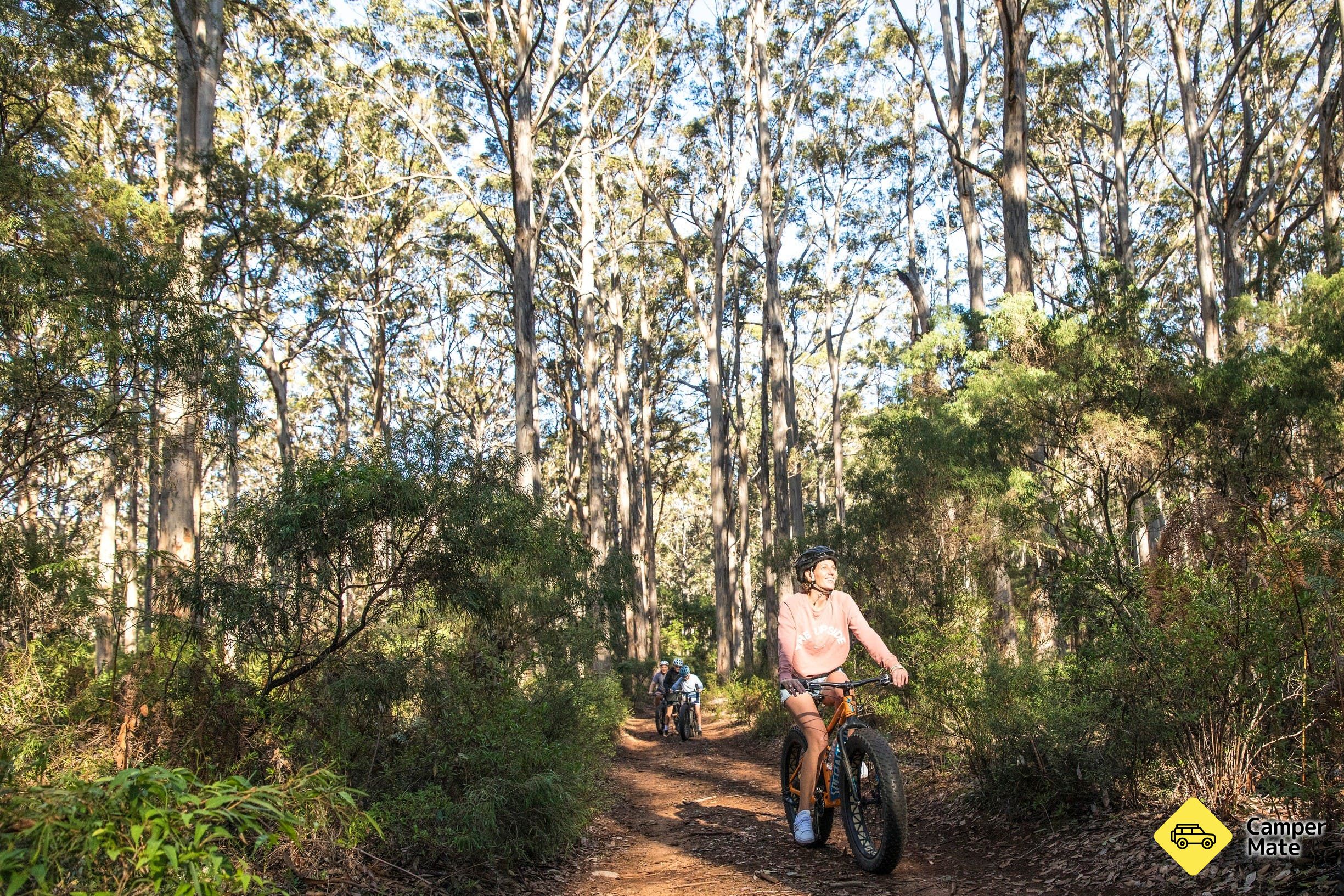 Boranup Karri Forest - Image 3