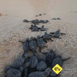 Jurabi Turtle Centre