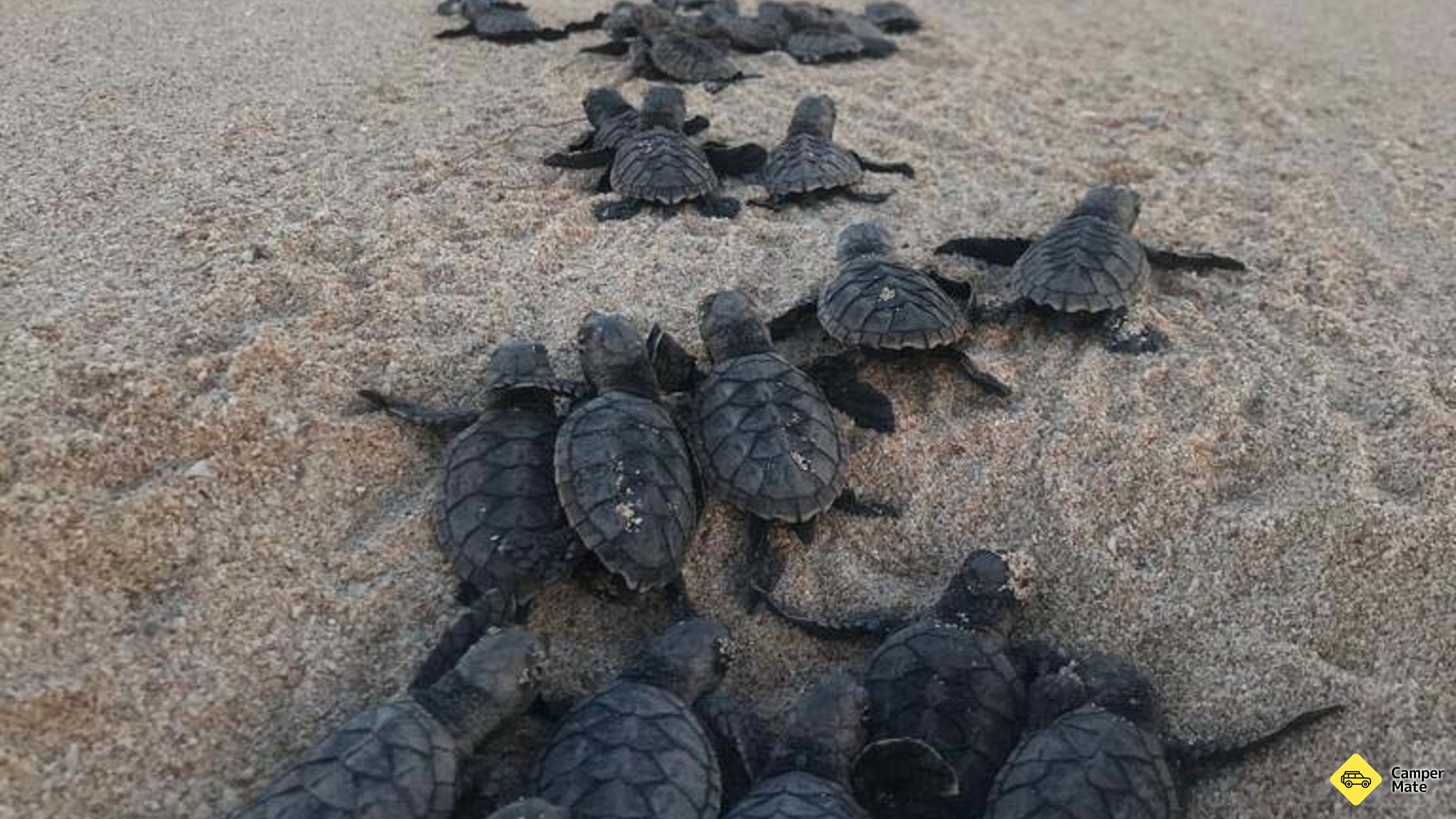 Jurabi Turtle Centre