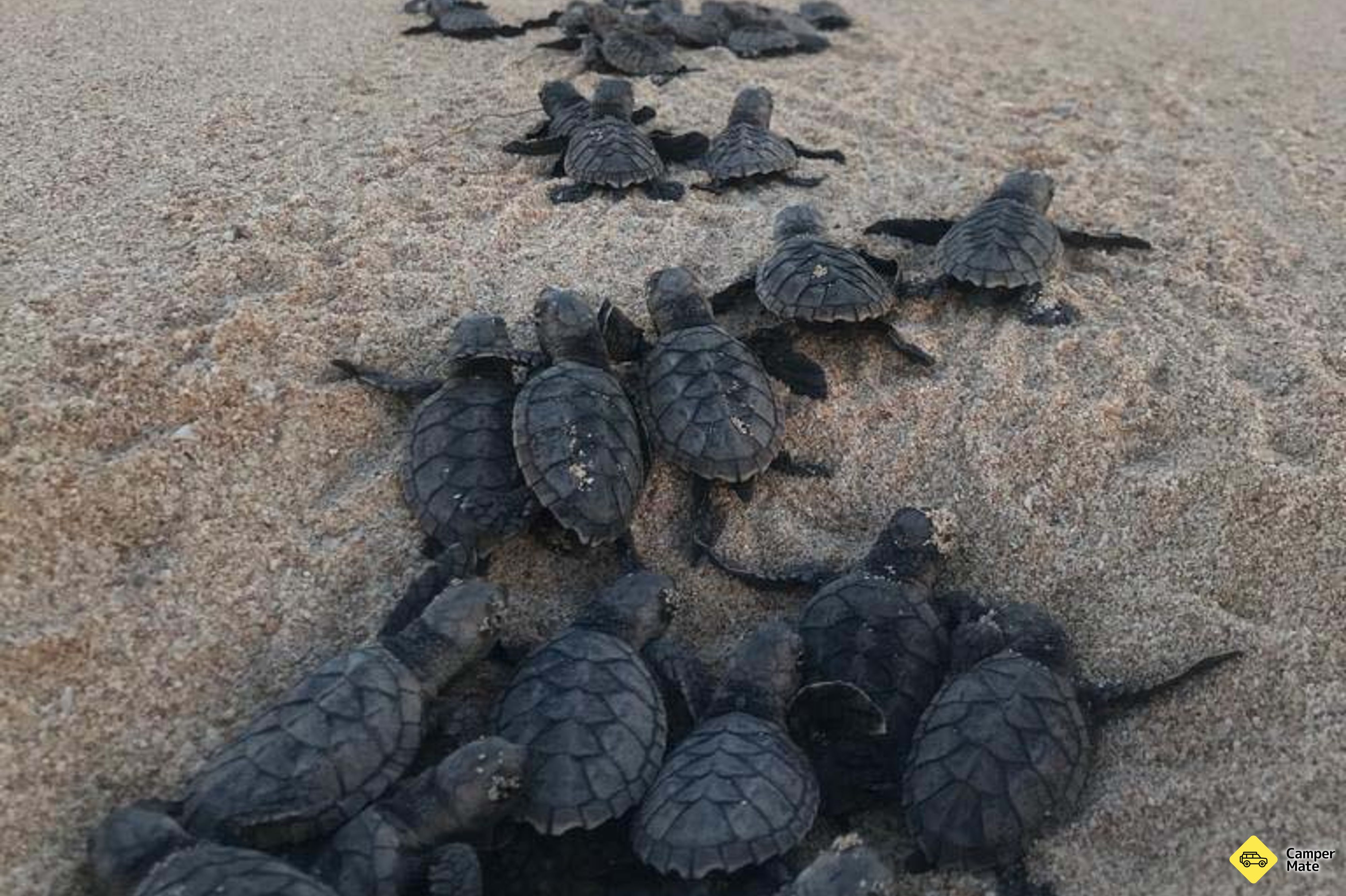 Jurabi Turtle Centre