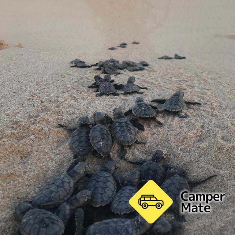 Jurabi Turtle Centre