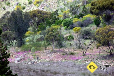 Lavender Federation Trail