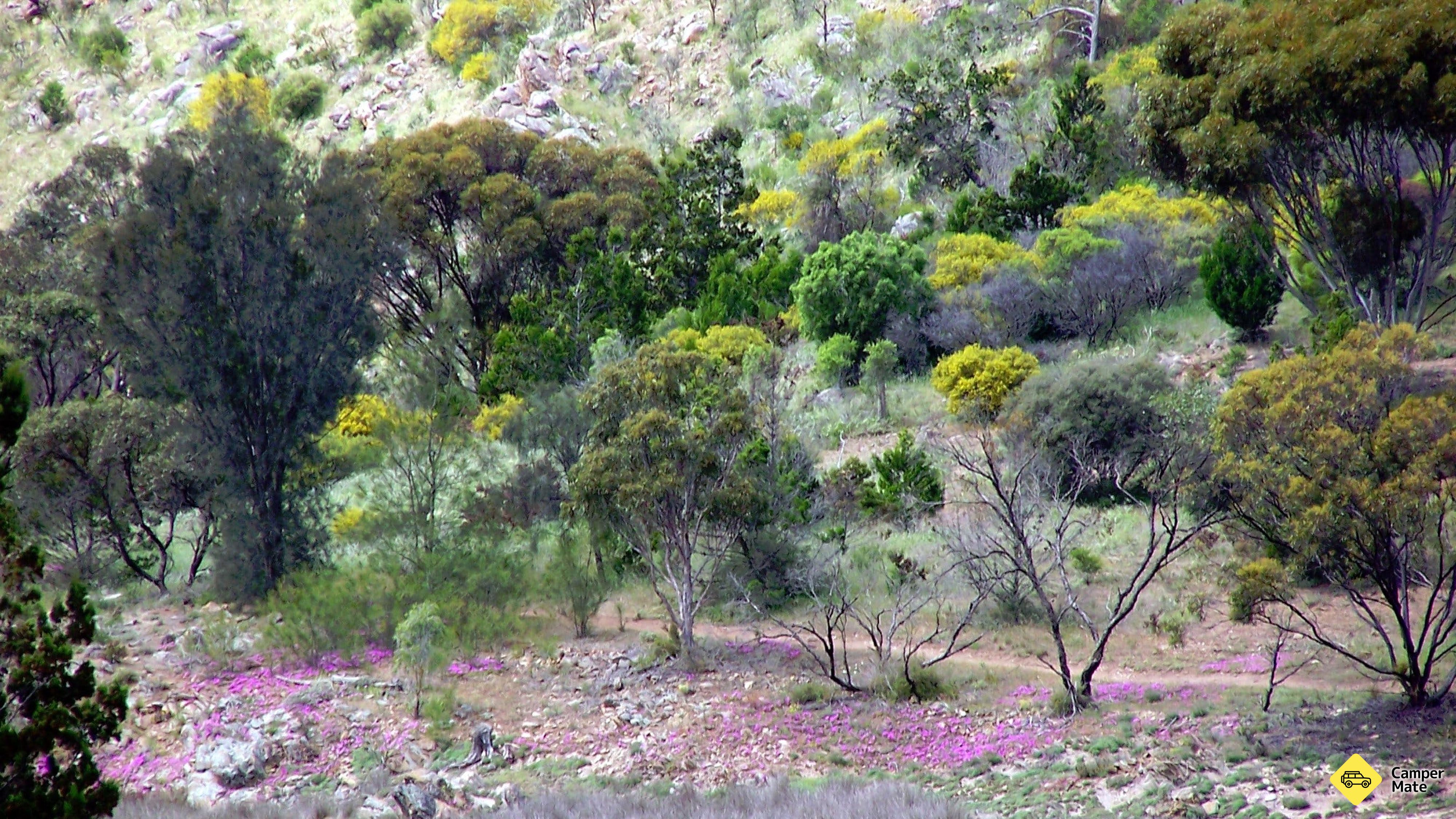 رحلة الاتحاد السويدي