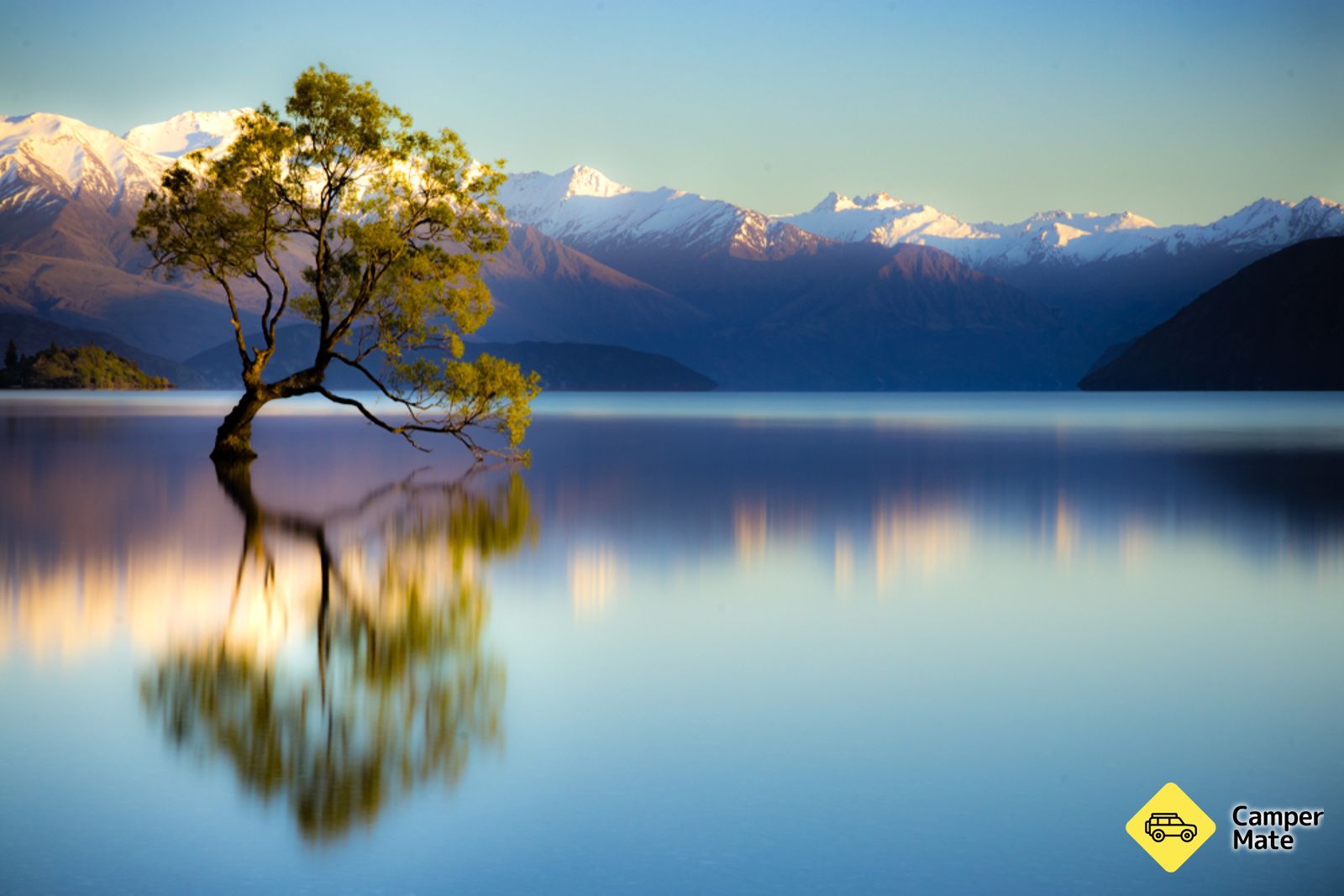ThatWanakaTree