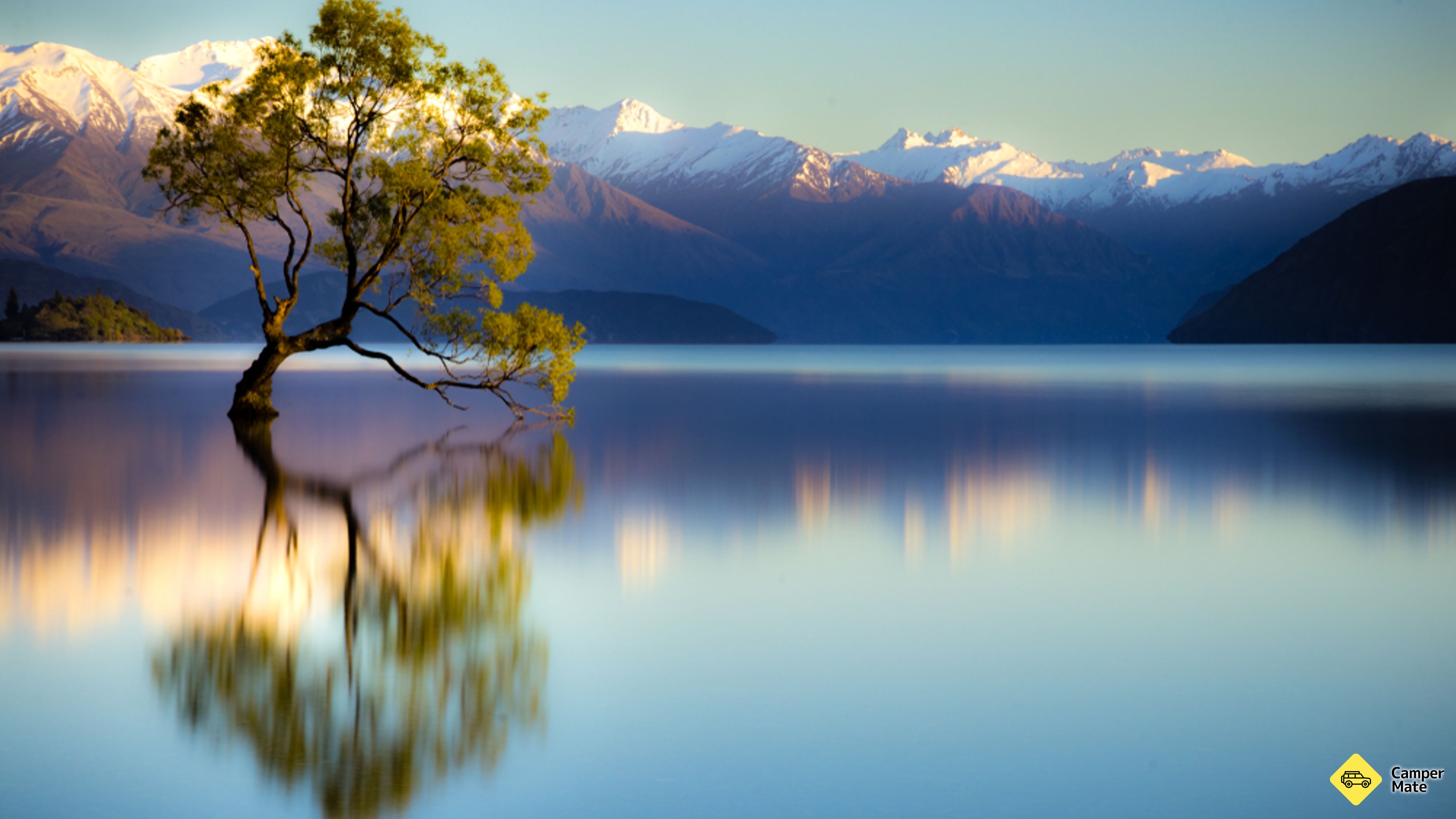 Pohon Wanaka itu