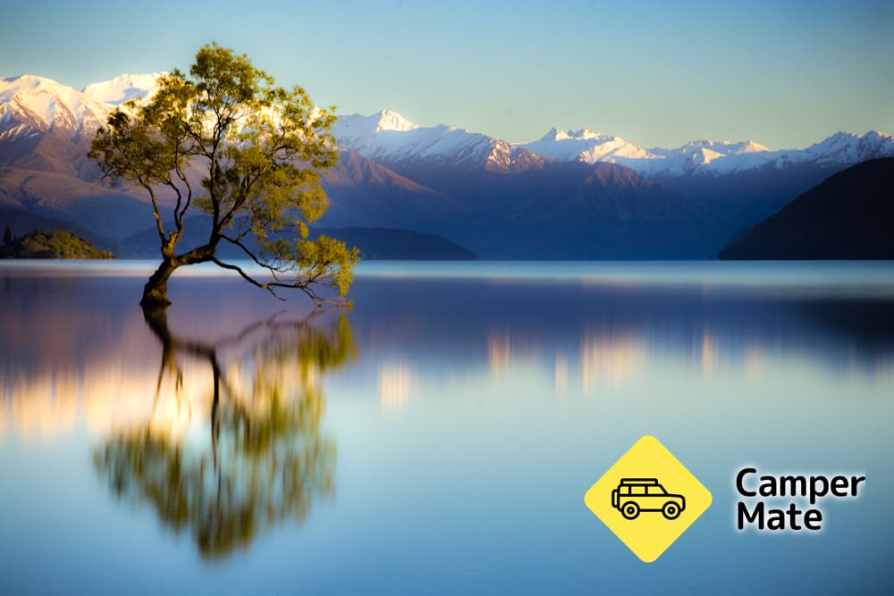 Pohon Wanaka itu