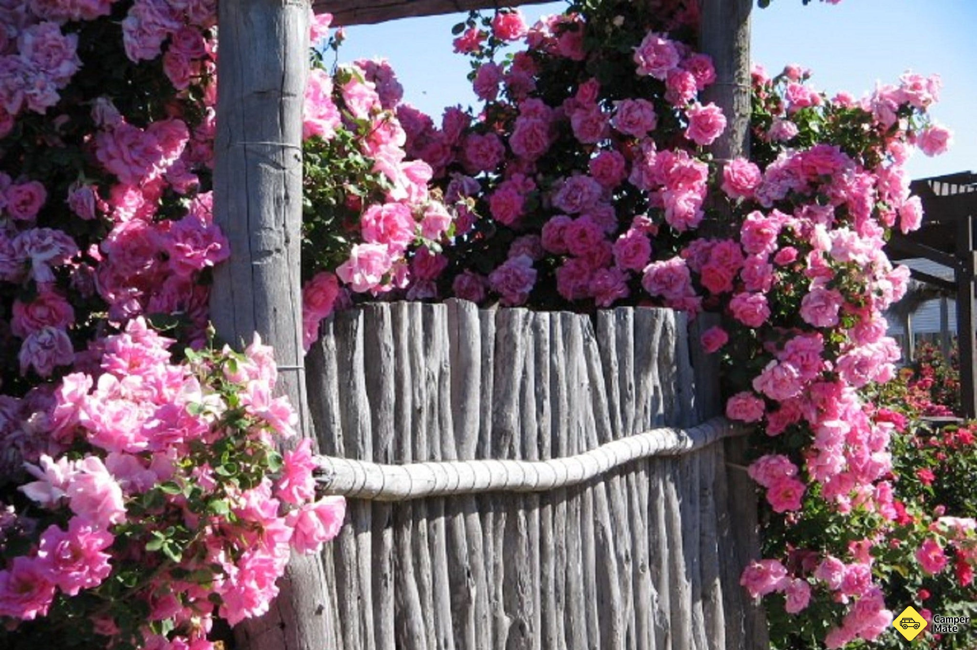 Kojonup Rose Maze - Image 3