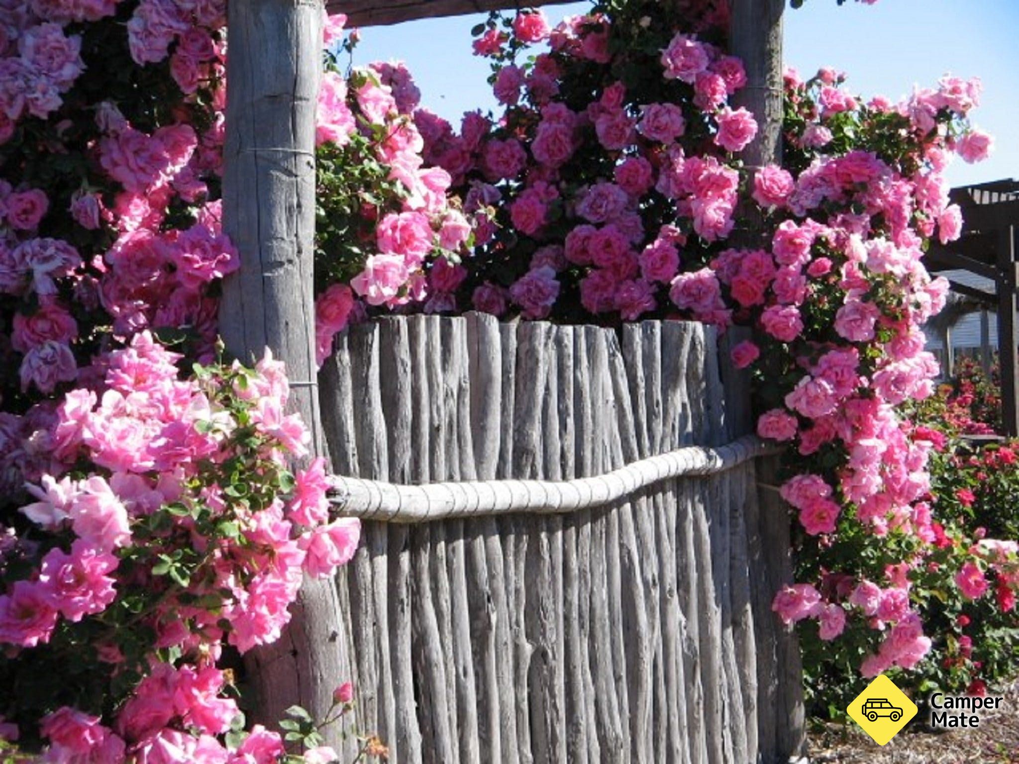 Kojonup Rose Maze - Image 3