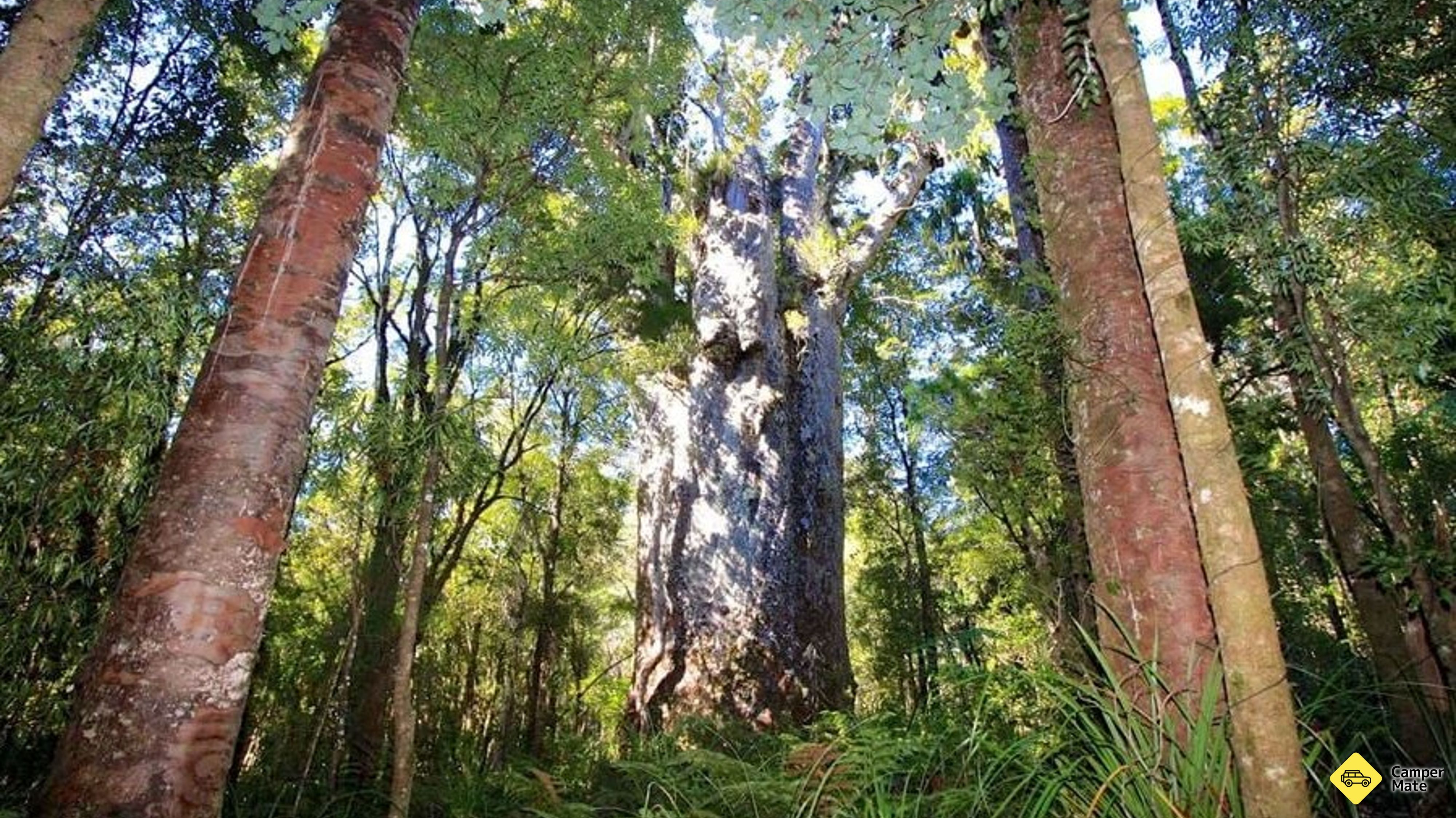 Te Matua Ngahere