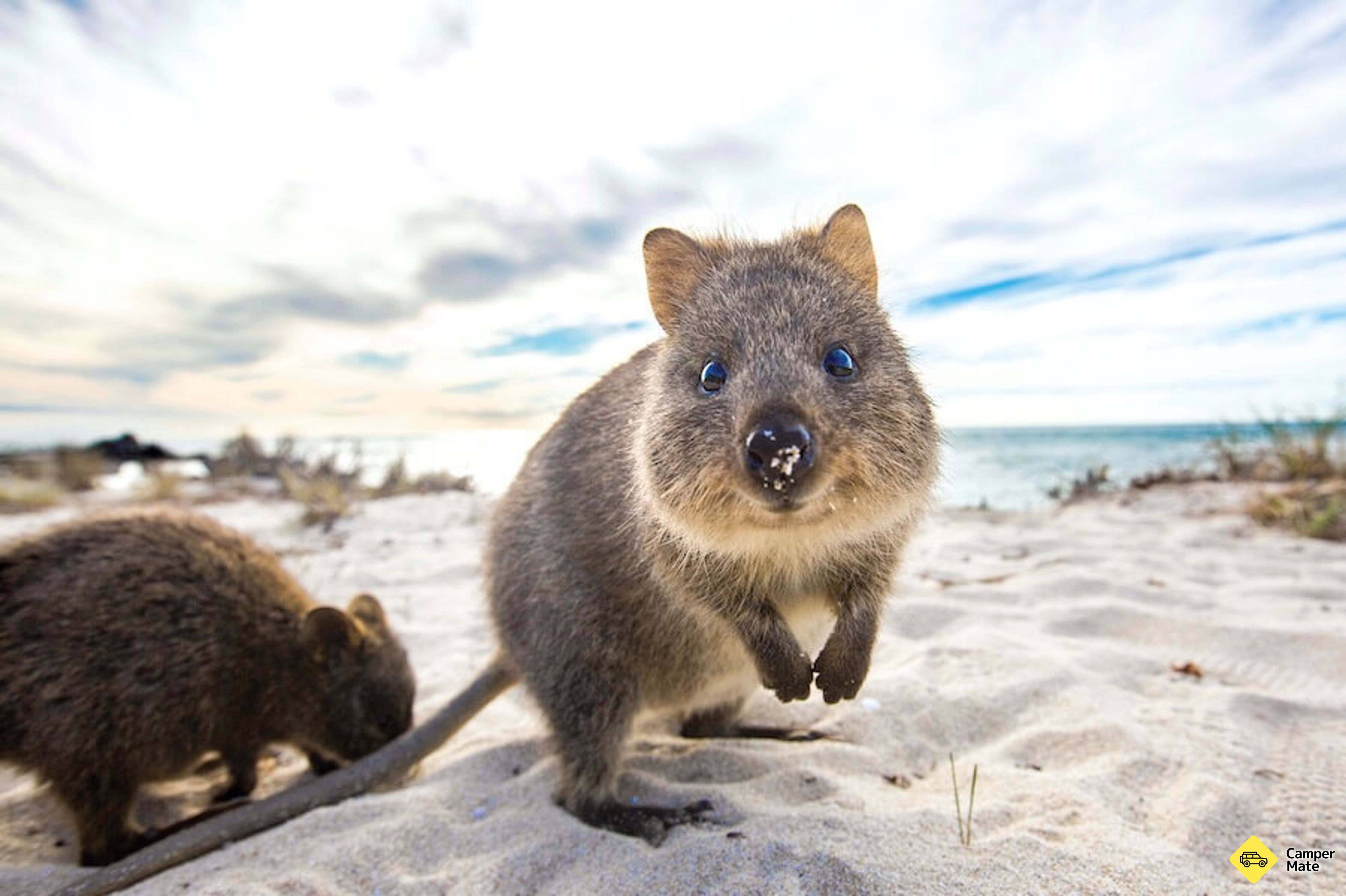 로트네스트 아일랜드 페리 트랜스프레임 Fremantle