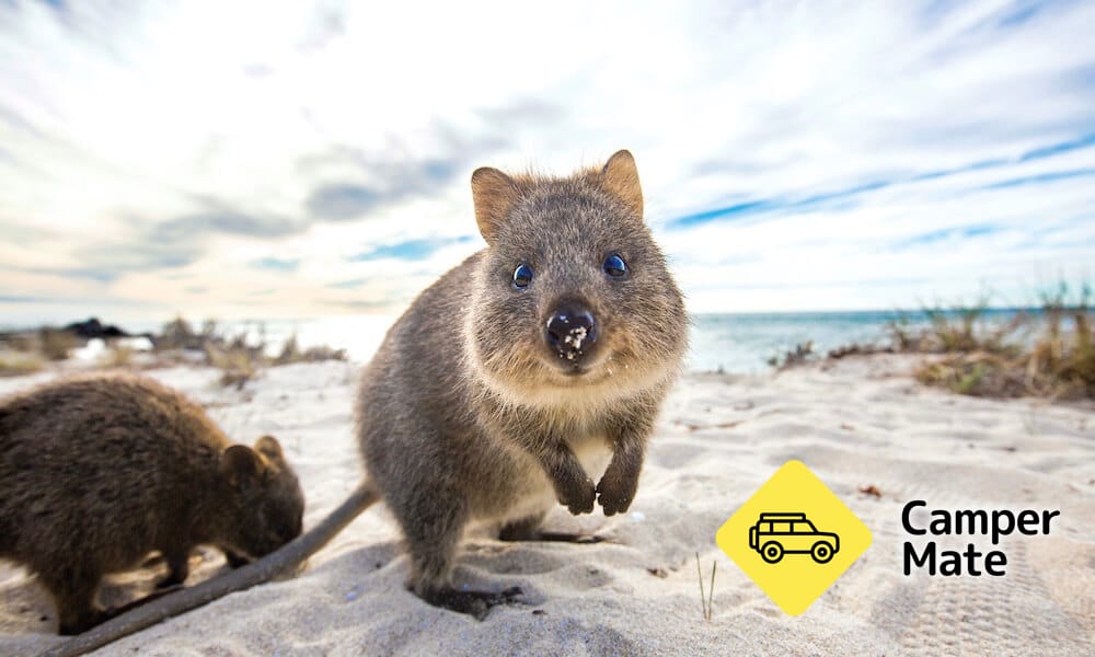 Rottnest Island Ferry Transfers from Fremantle