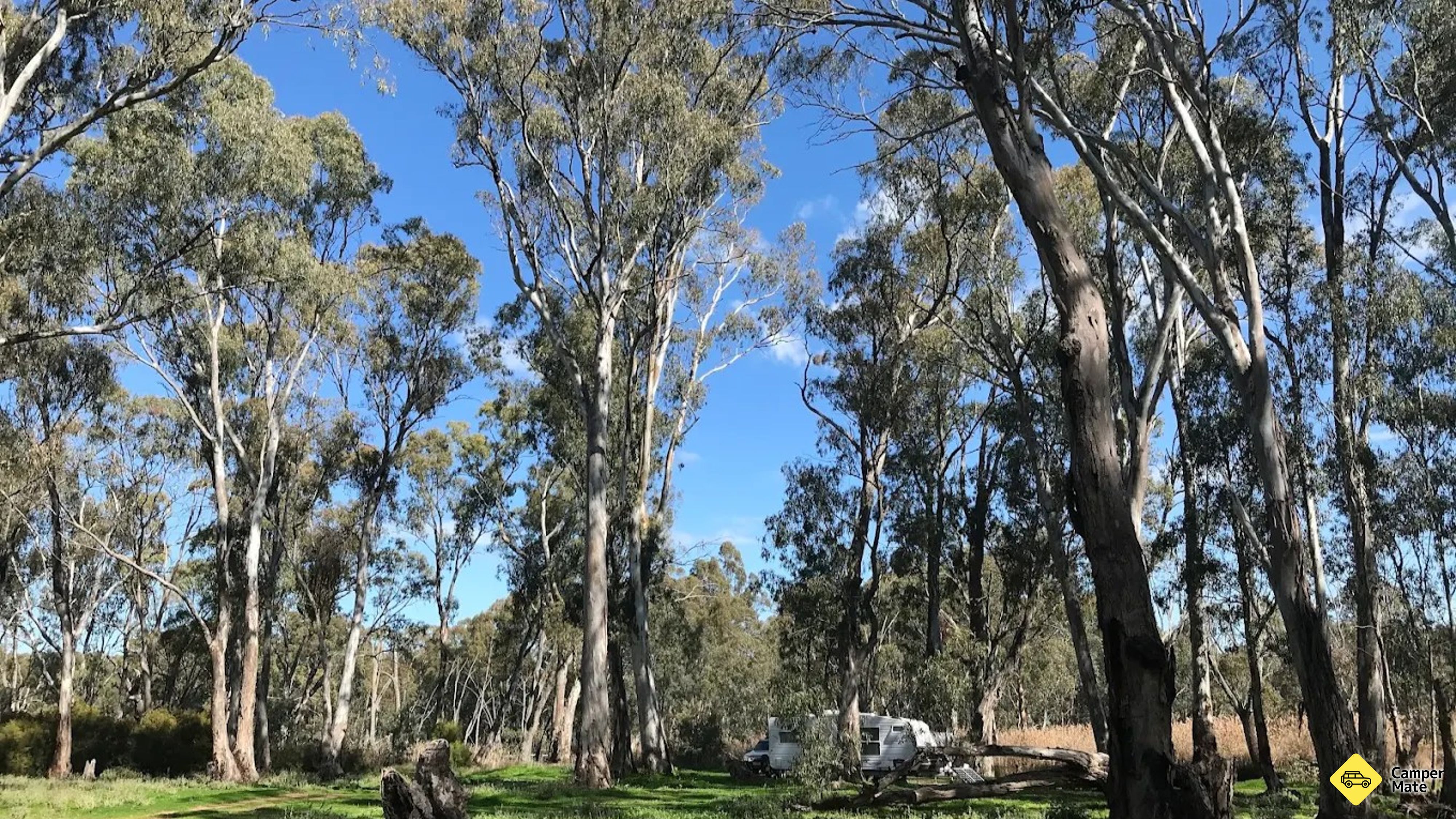 Foresta dello stato di Gunbower