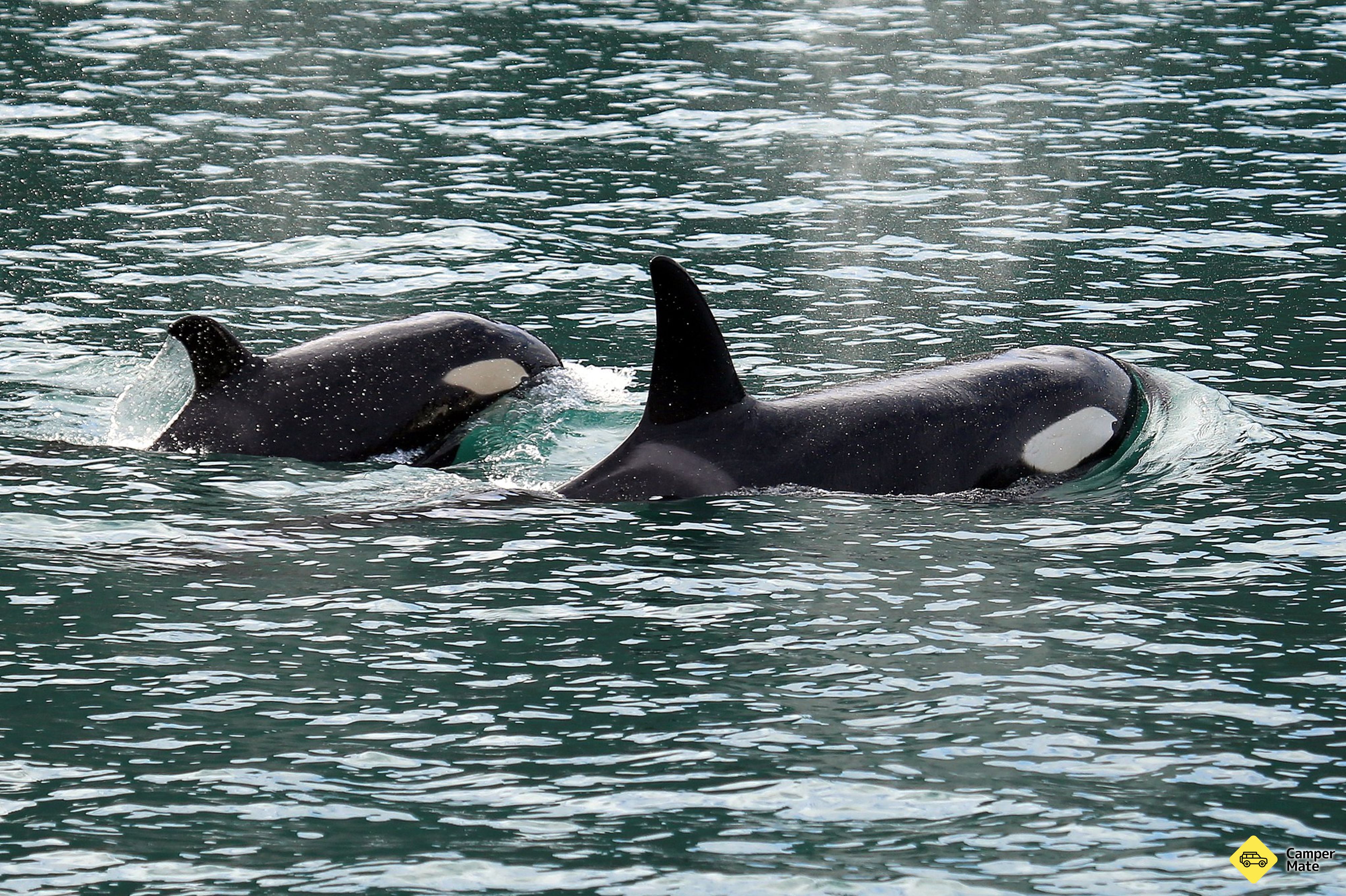 Dolphin Swimming Marlborough Sounds - Image 3
