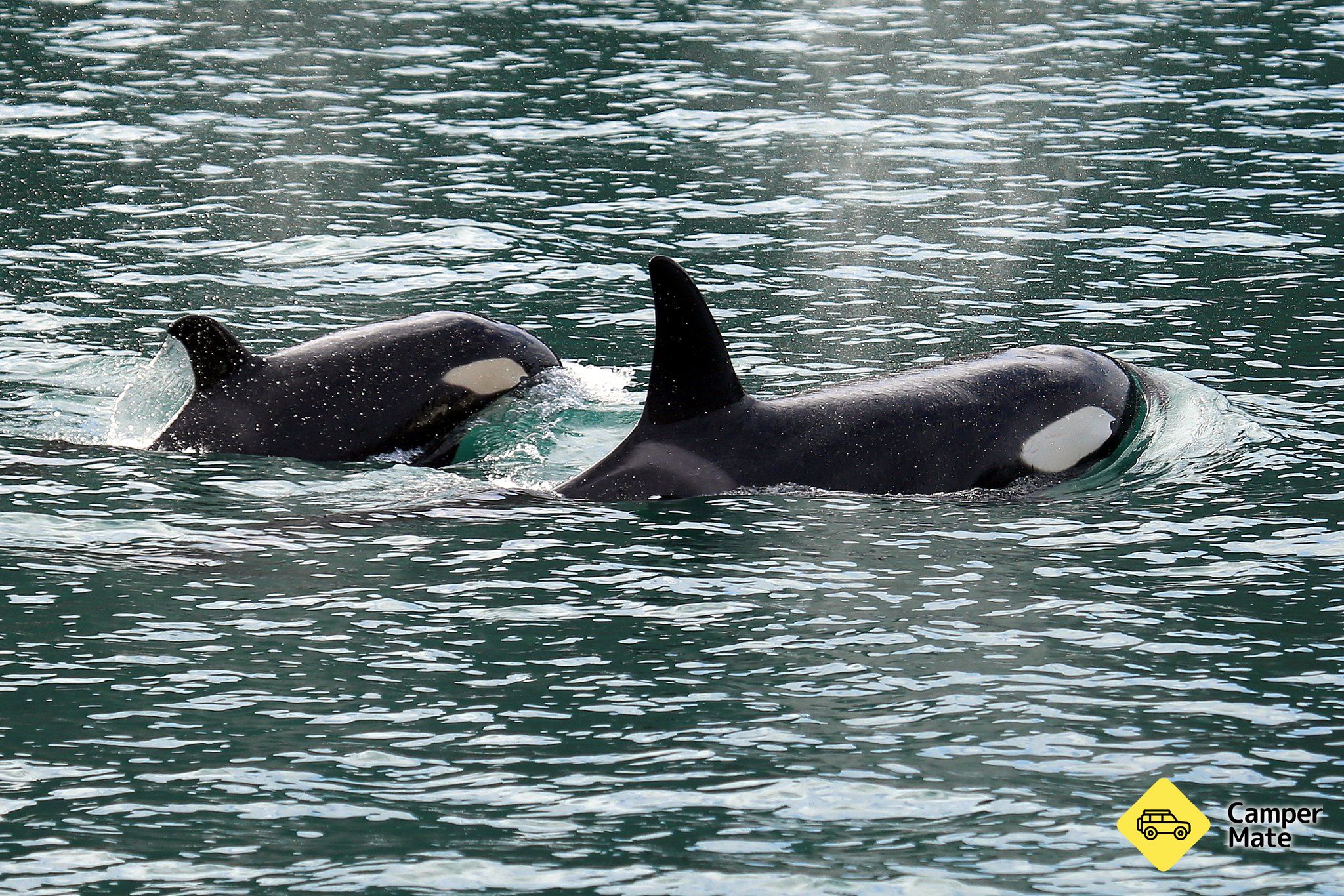 Dolphin Swimming Marlborough Sounds - Image 3