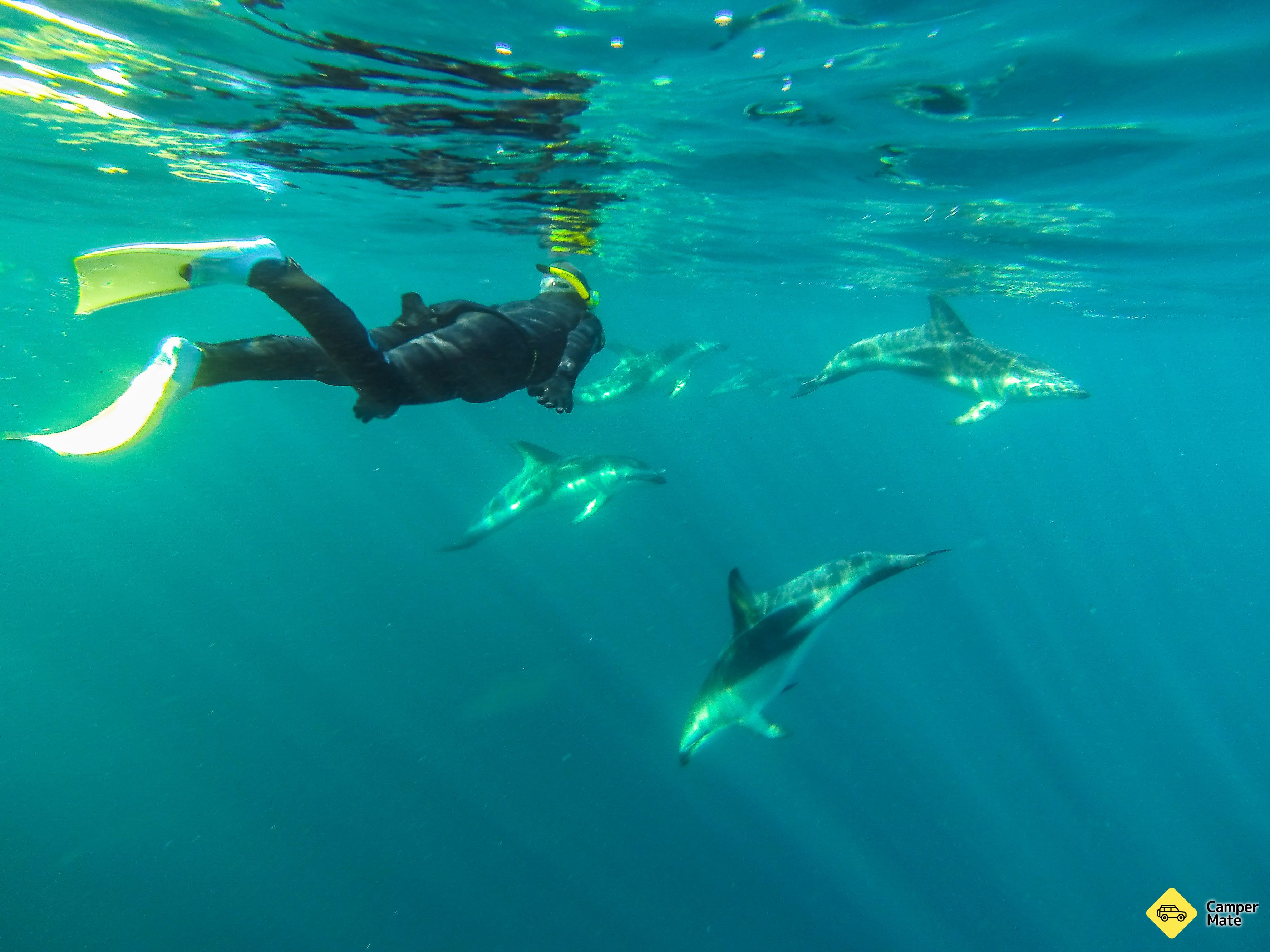 Kaikoura Dolphin Encounter et nager - Image 2
