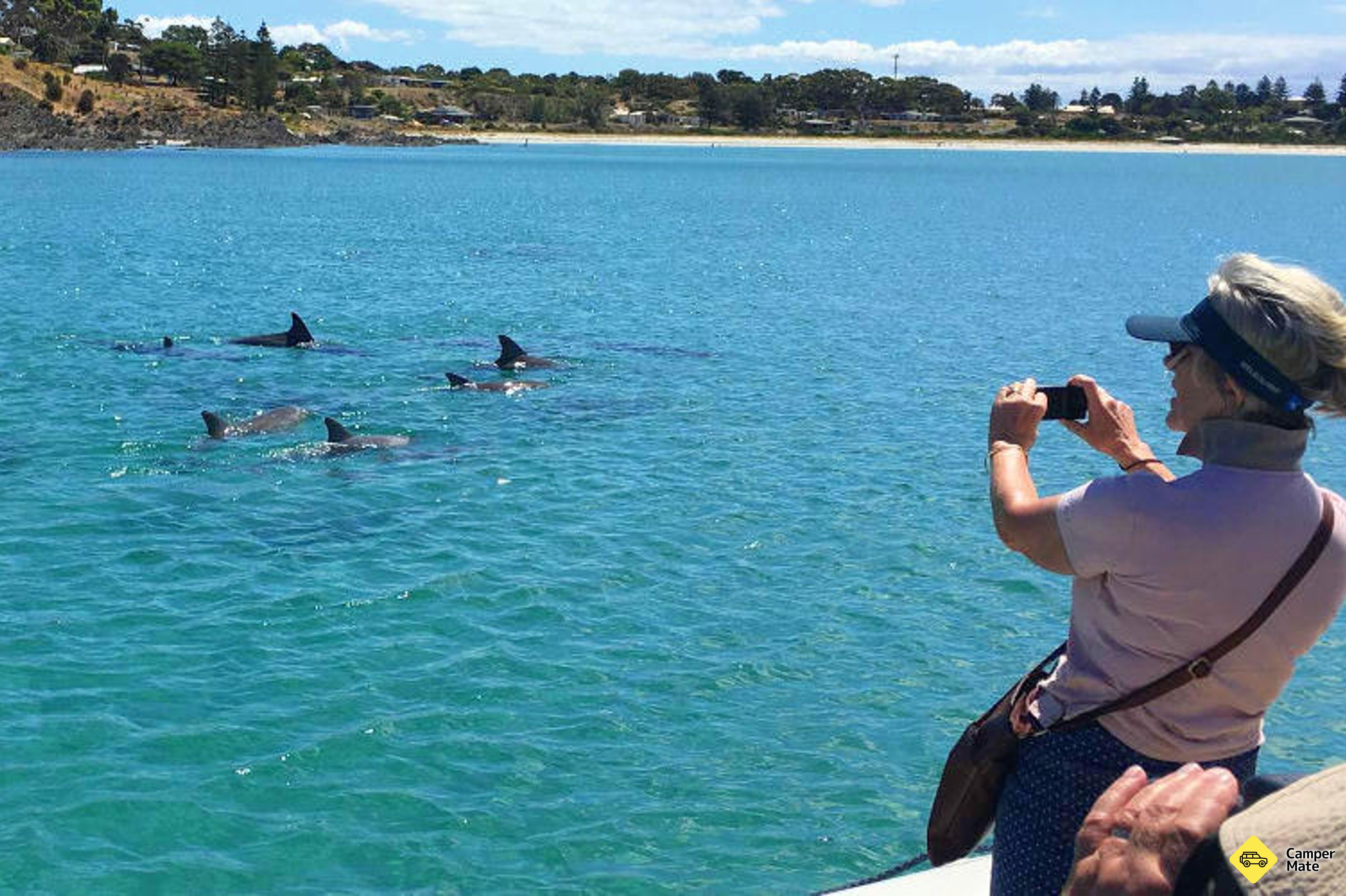 Isola di Kangaroo Dolphin & Seal Swim Safari
