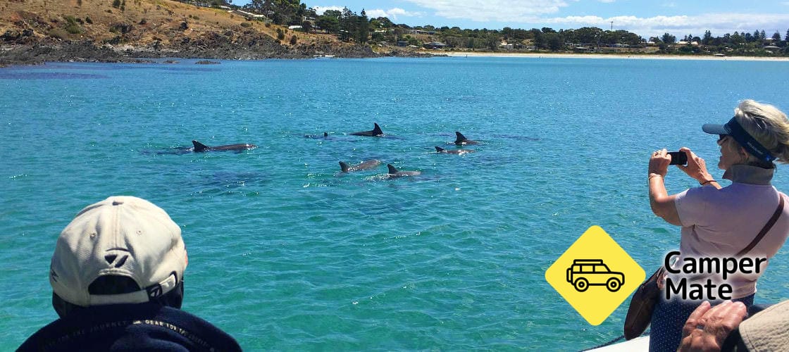 Kangaroo Island Dolphin and Seal Swim Safari