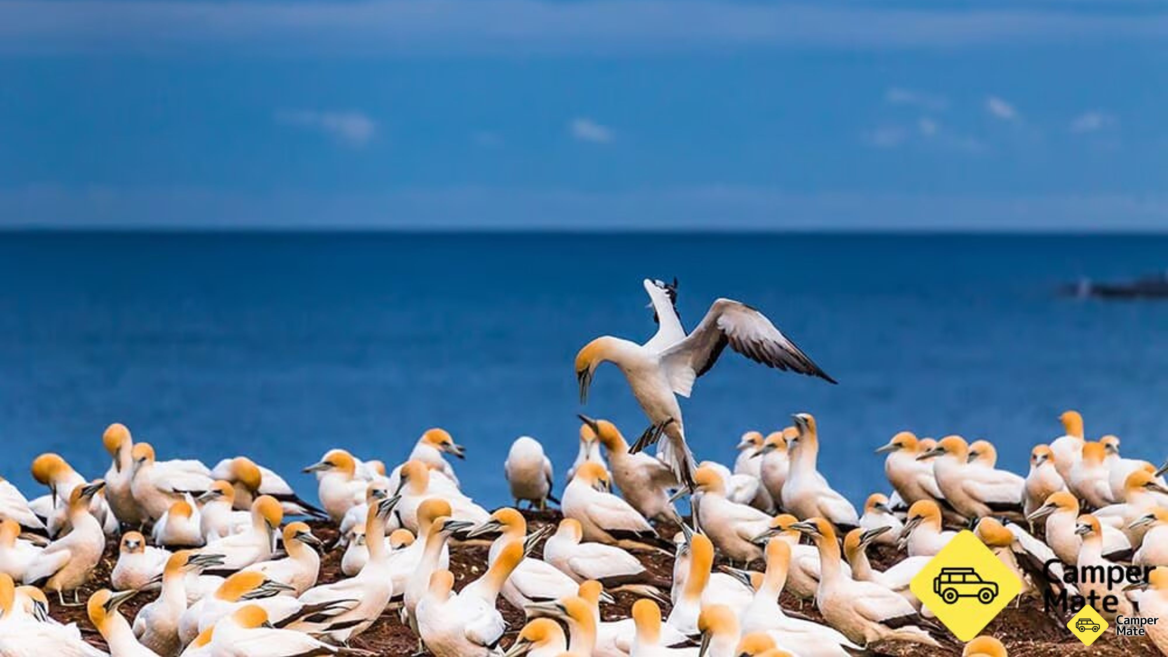Puncak Bahaya Gannet Koloni