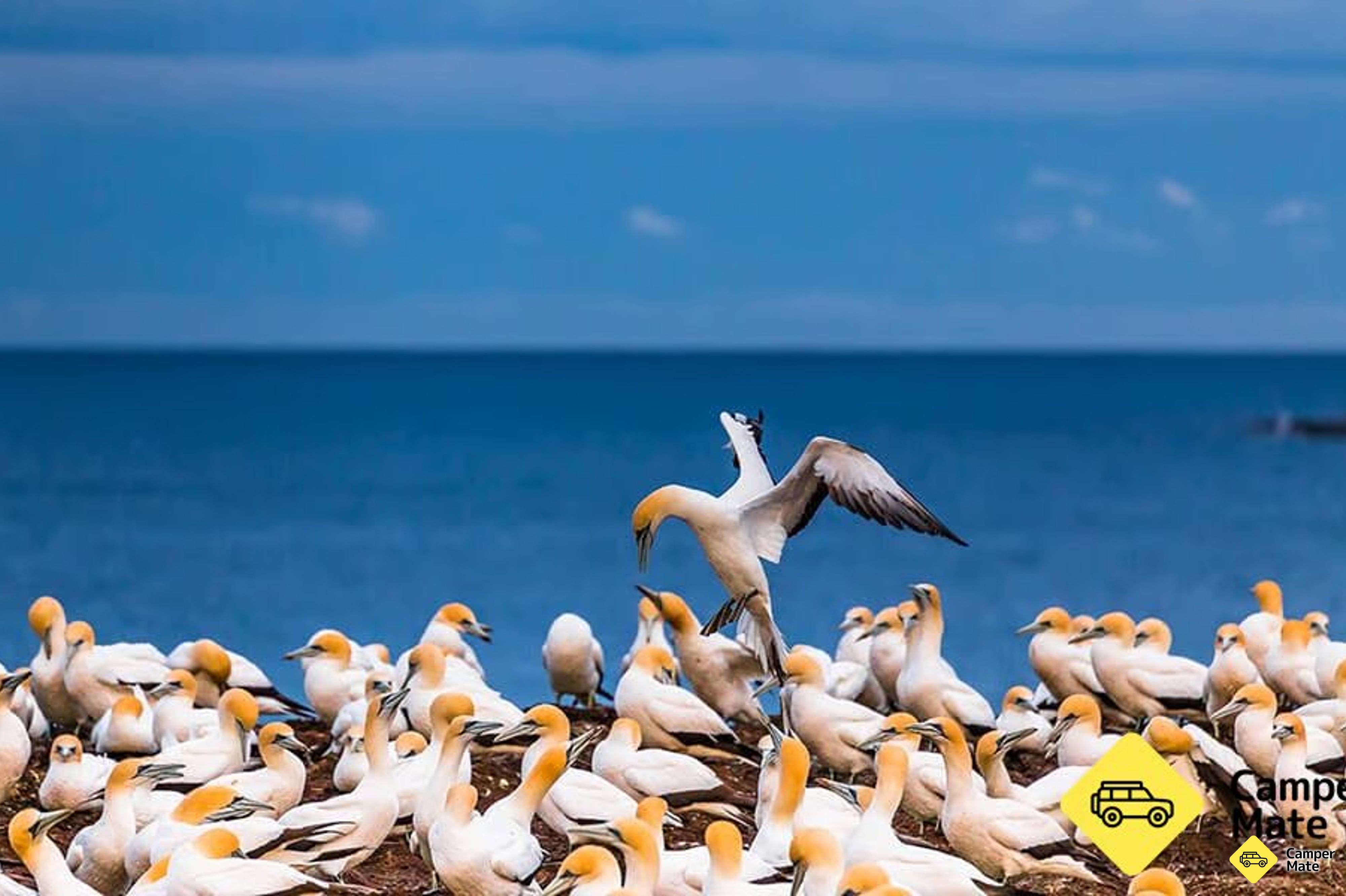 Puncak Bahaya Gannet Koloni