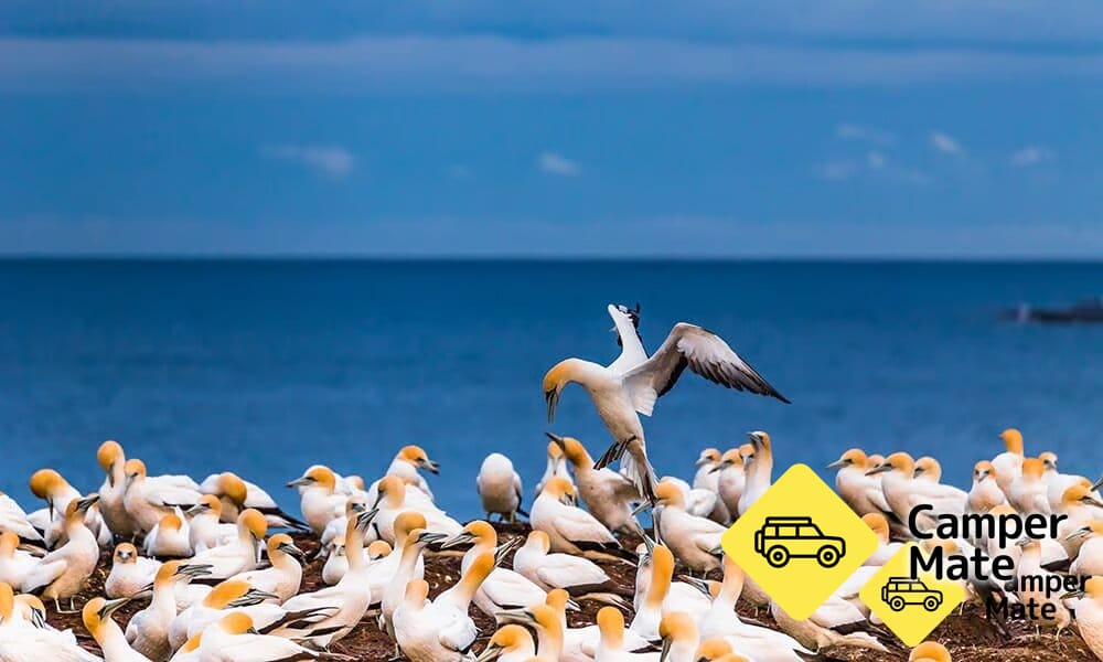 Point Danger Gannet كولونيا