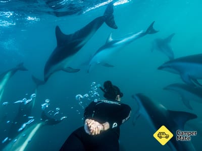 Kaikoura Dolphin Encounter et nager