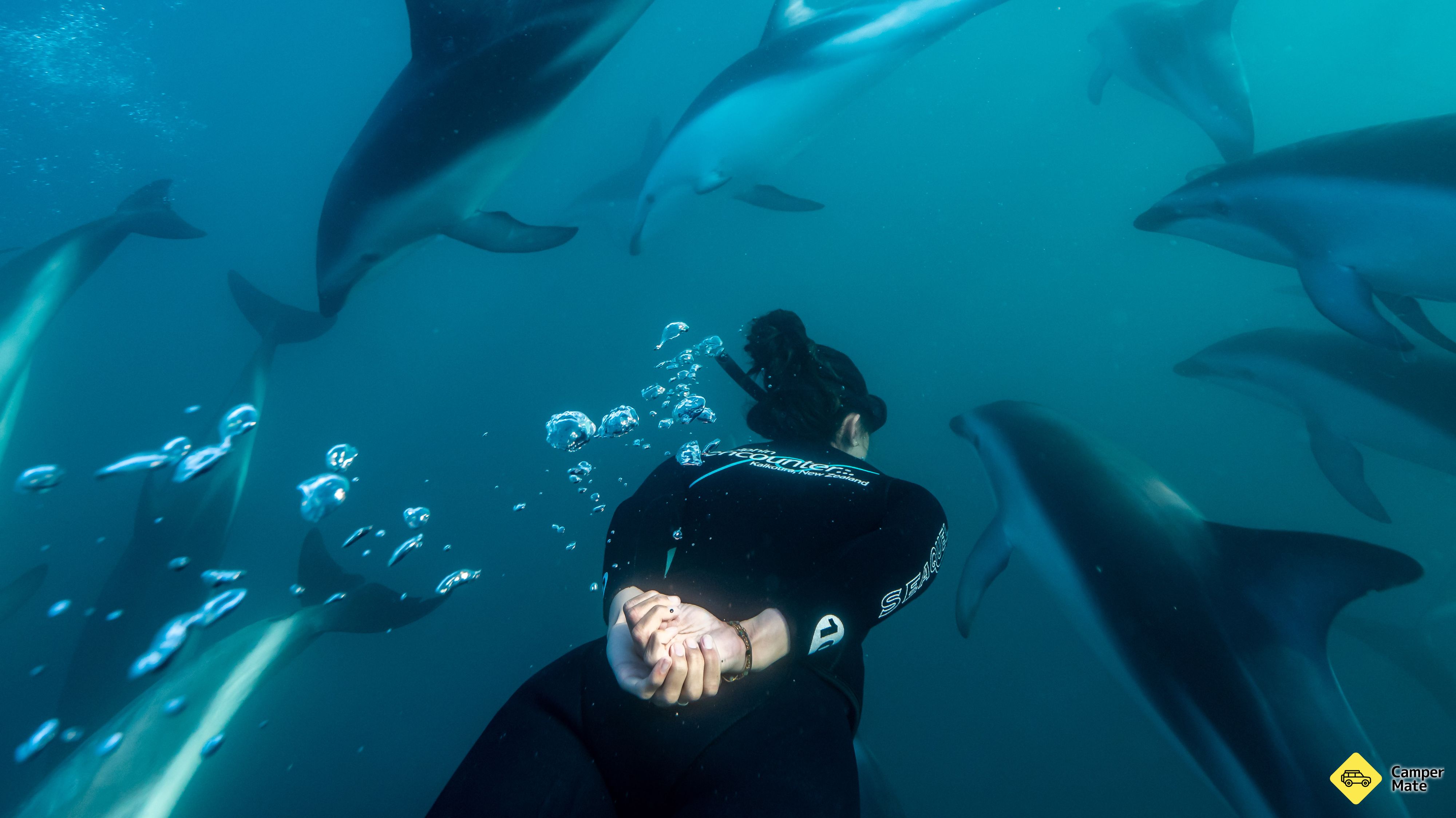 Kaikoura delfin találkozás és úszás