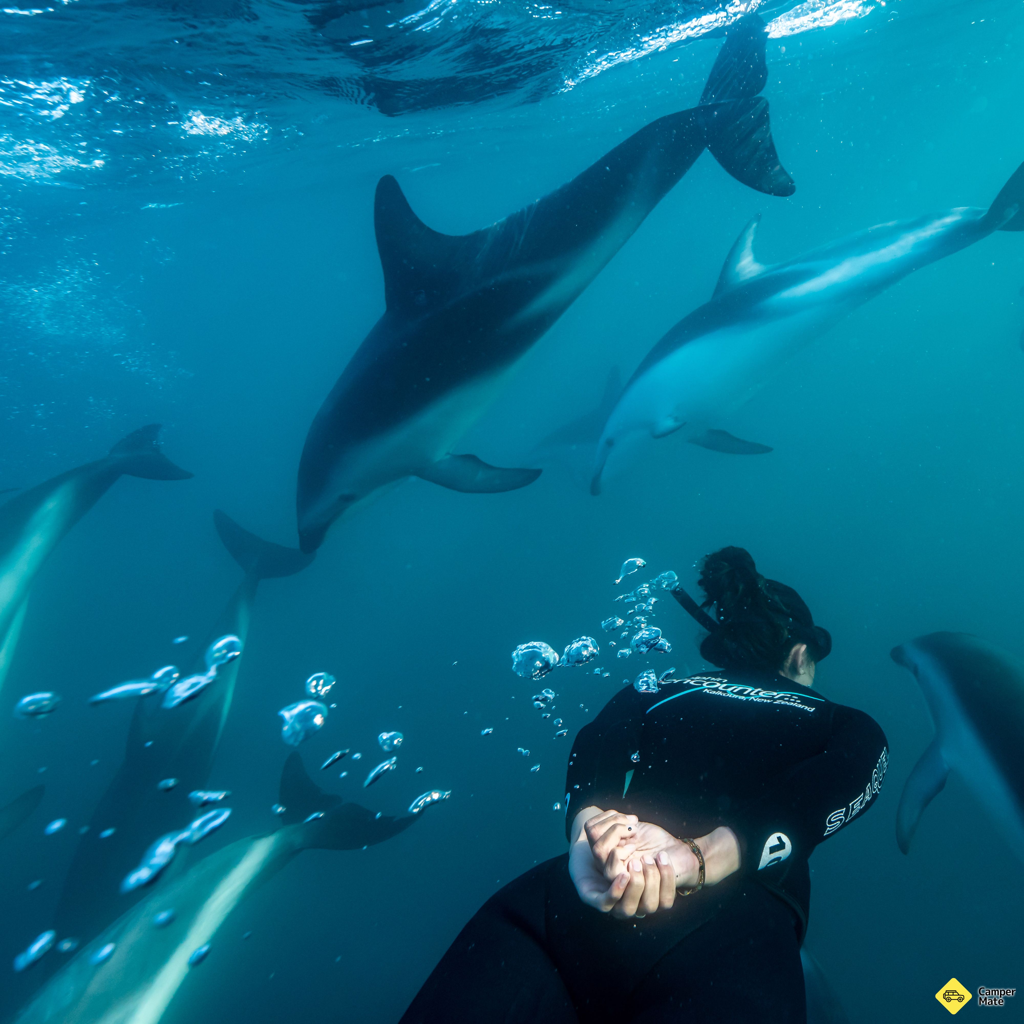 Kaikoura Dolphin møder og svømmer