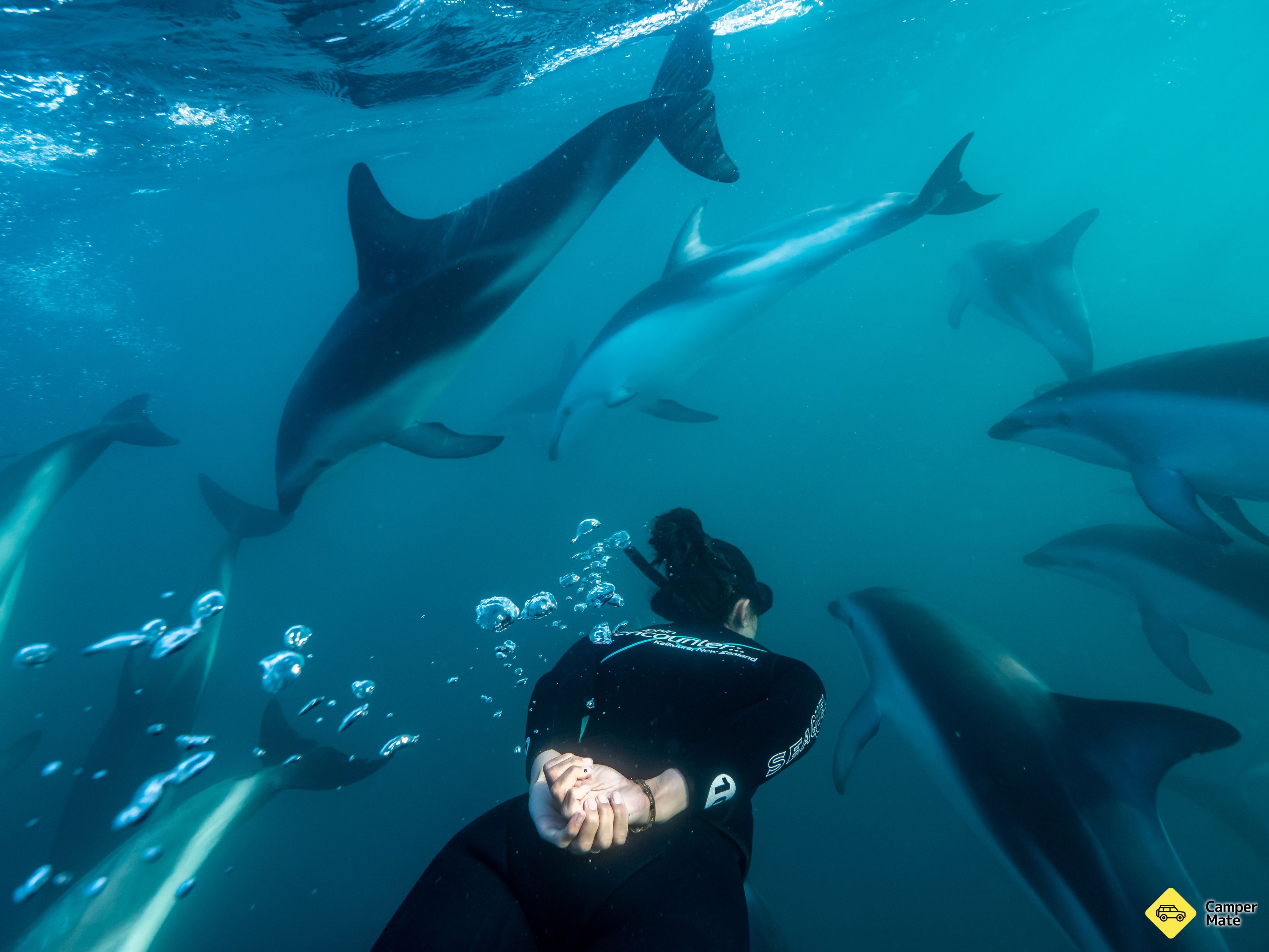Kaikoura Dolphin Encounter et nager