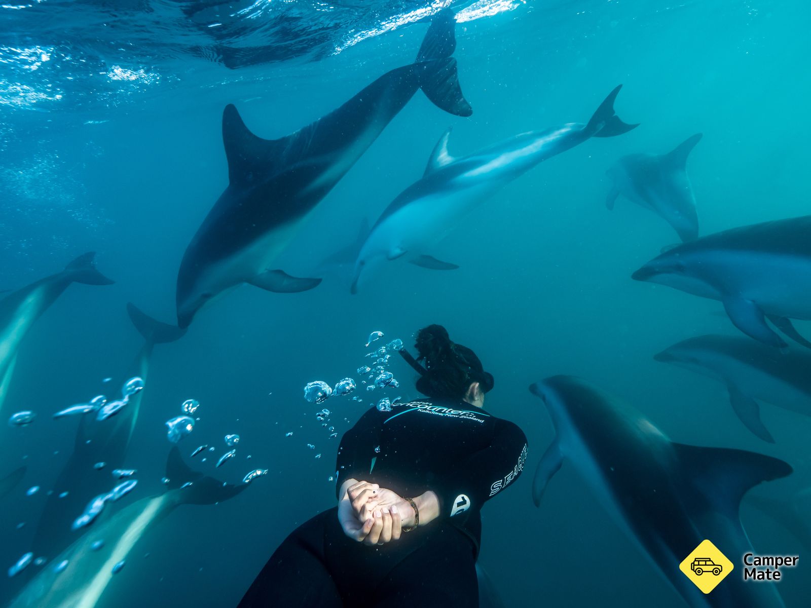 Kaikoura Dolphin Encounter and Swim