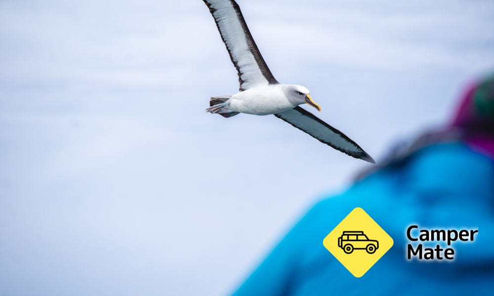 Ontdek de omgeving van Otago Peninsula Wildlife Cruise - Image 2