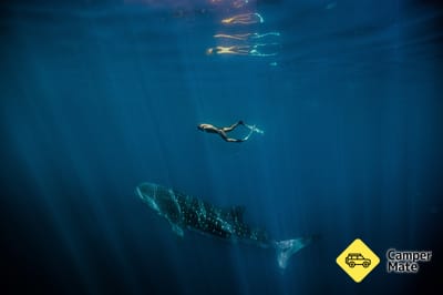 Swim with the Whale Sharks
