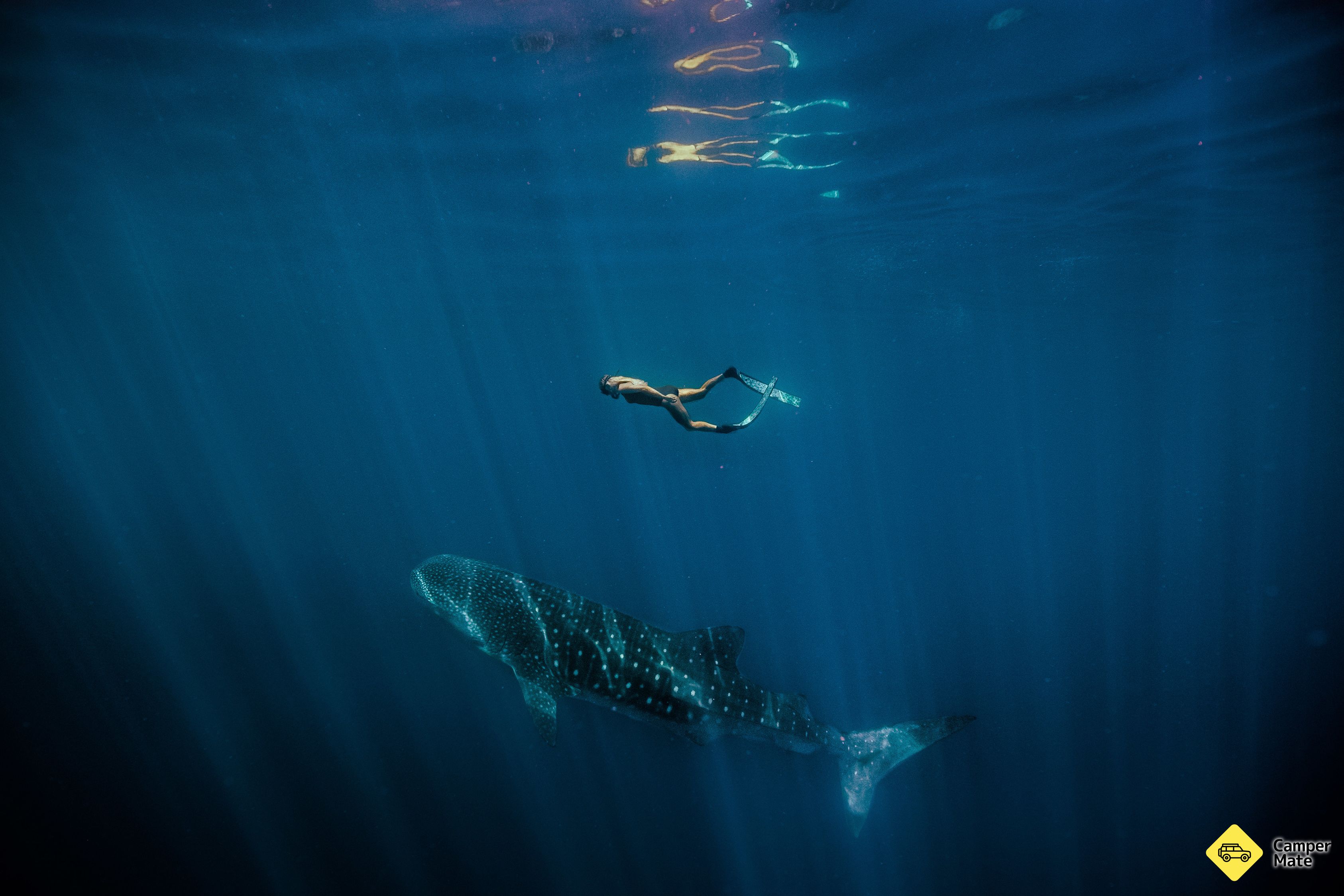 Swim with the Whale Sharks
