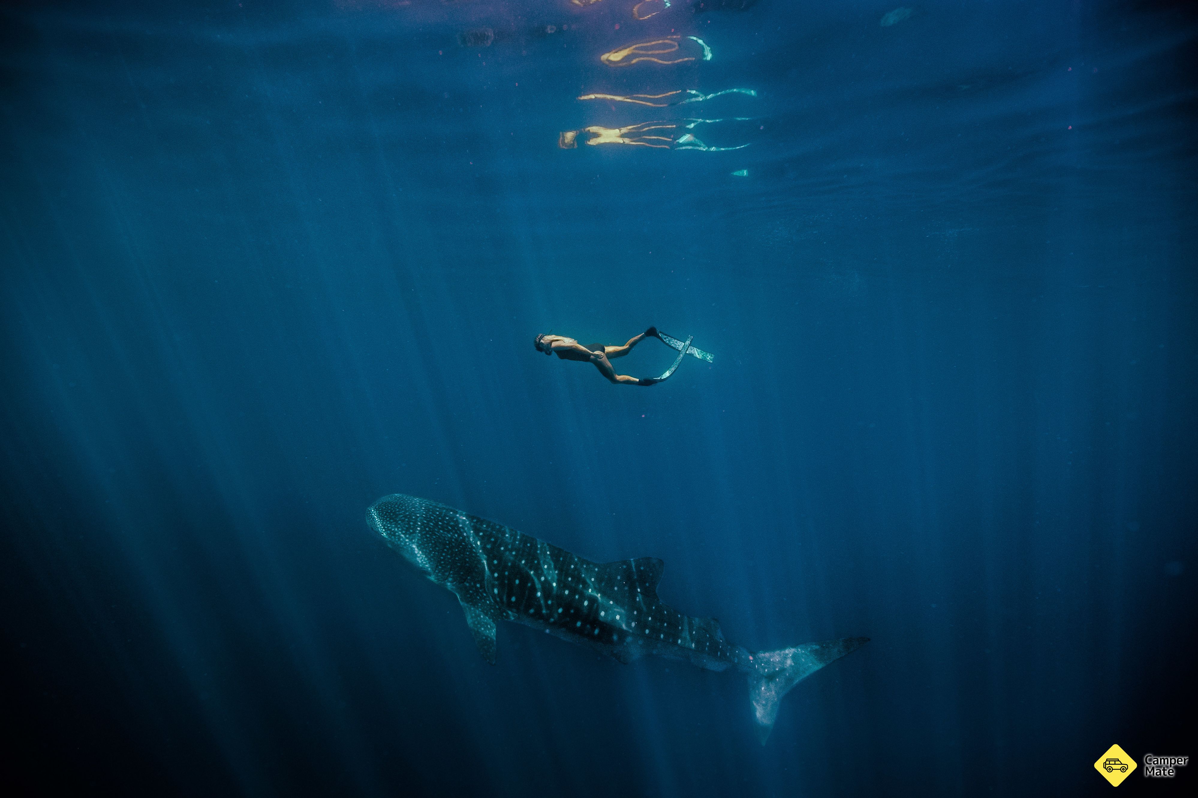Swim with the Whale Sharks