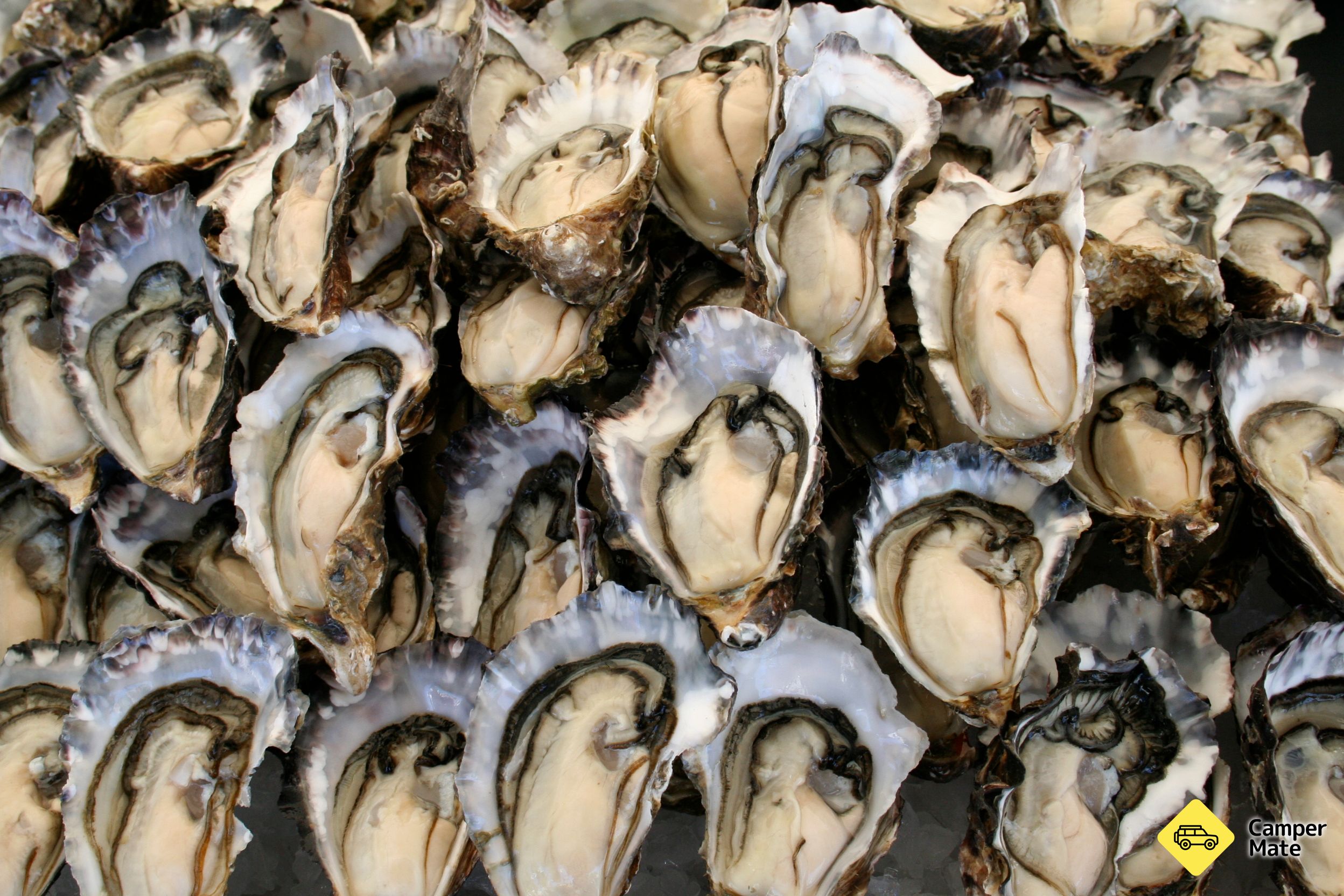 Coromandel Oyster Company Limited - Image 3
