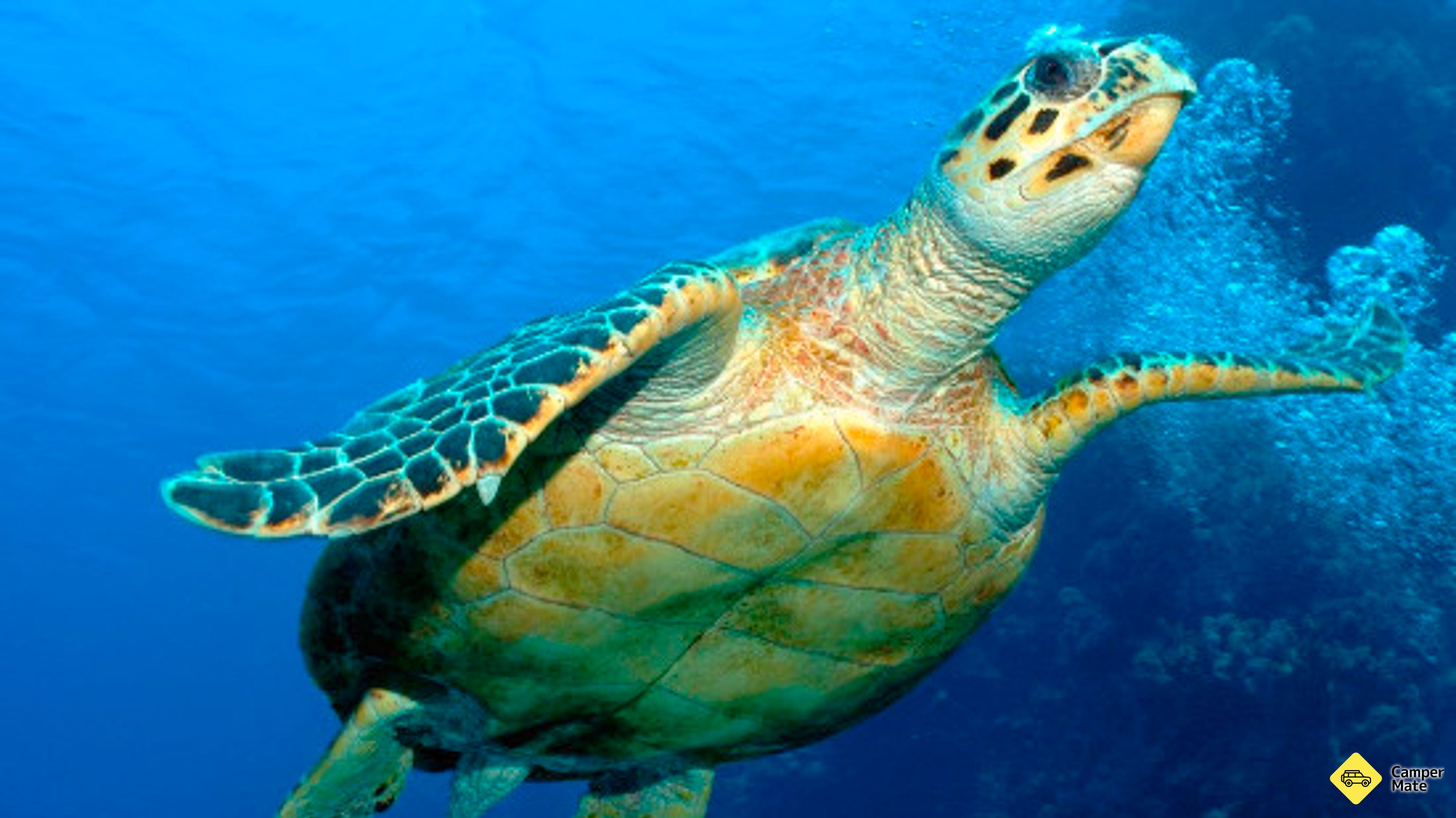 Etichetă: Hervey Bay Turtle Discovery Marine Tours