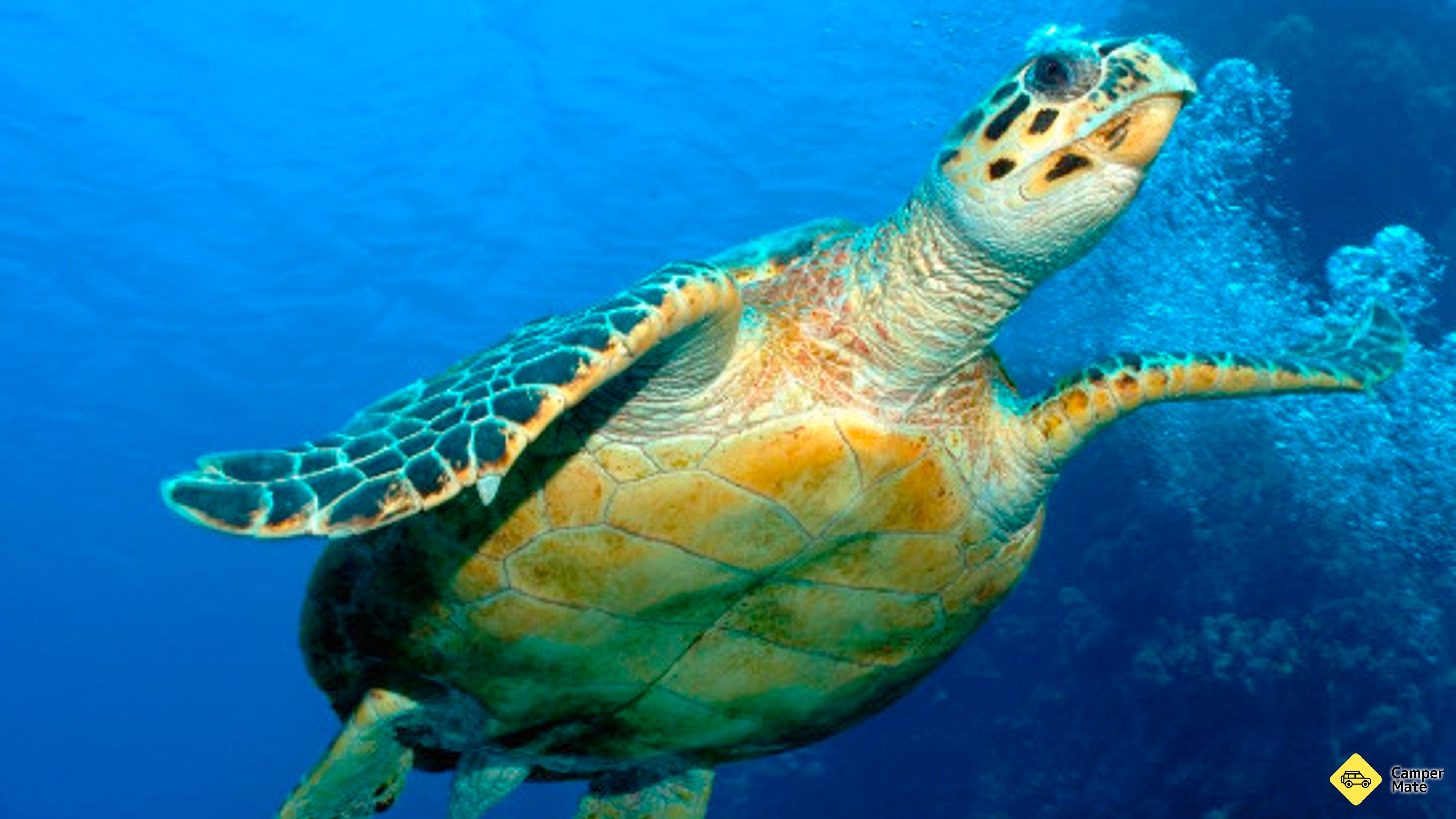 Další podrobnosti o zařízení Hervey Bay Turtle Discovery Marine Tours
