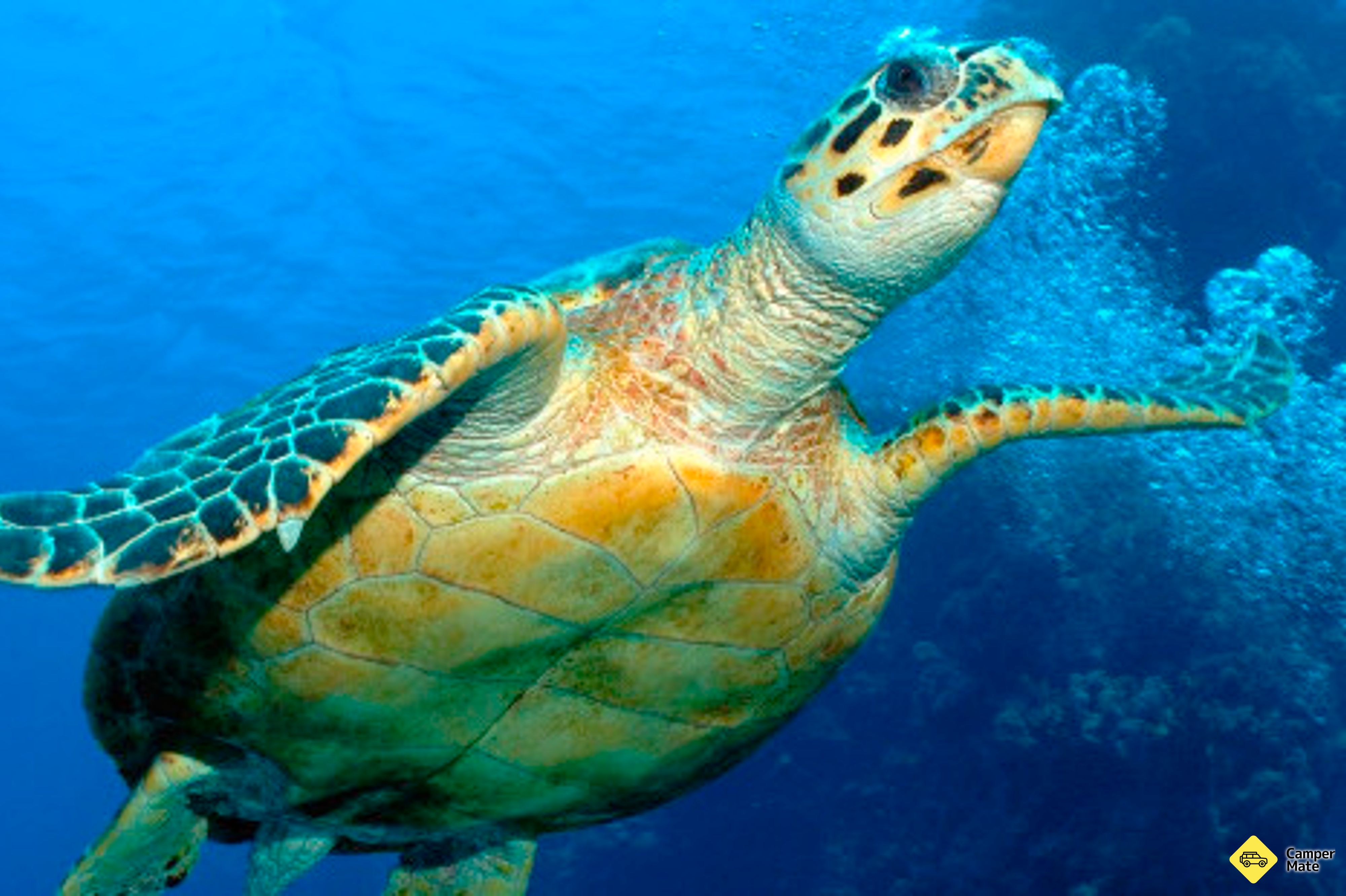 Další podrobnosti o zařízení Hervey Bay Turtle Discovery Marine Tours