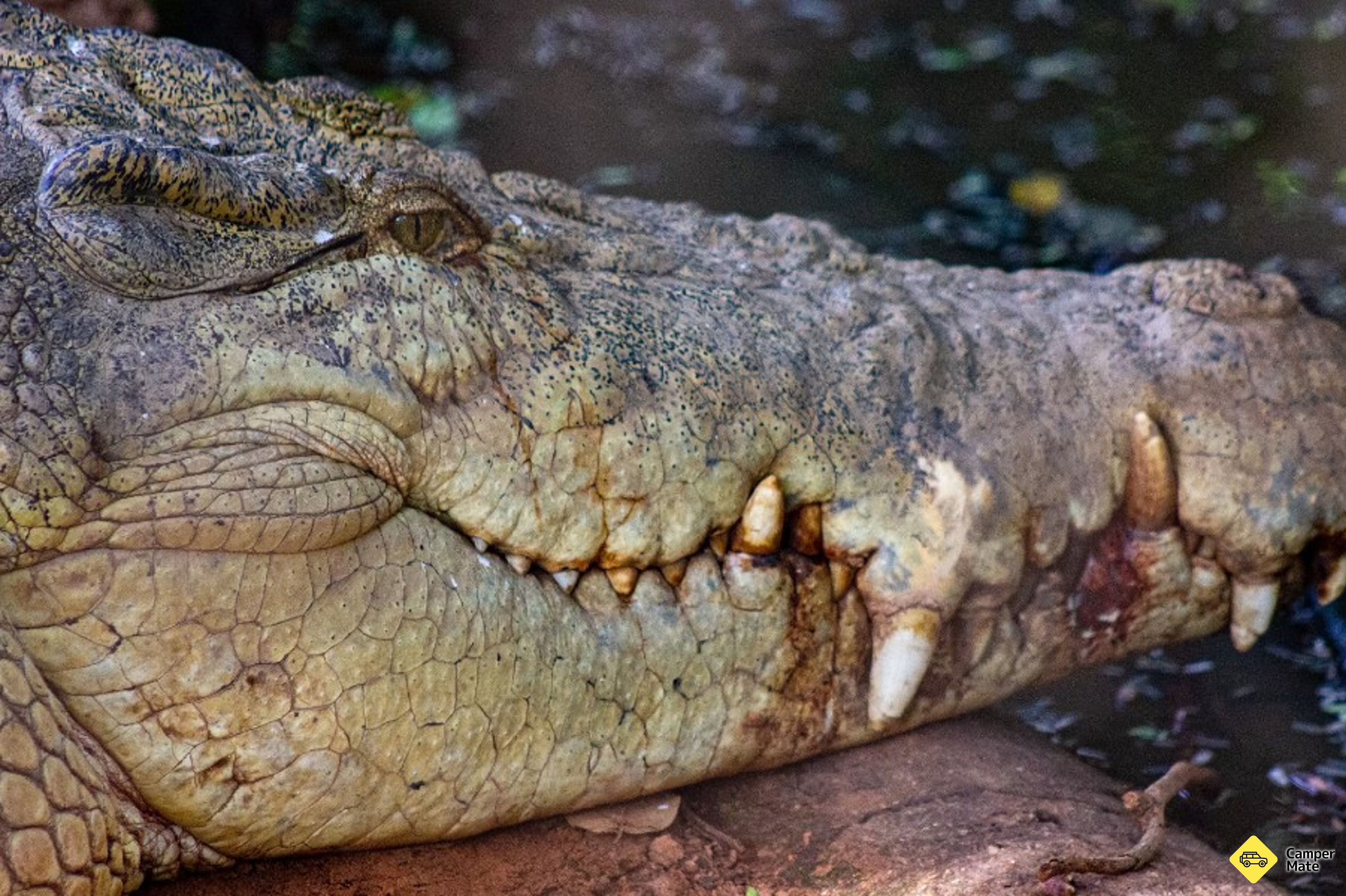 Malcolm Douglas Crocodile Park के बारे में राय - Image 2