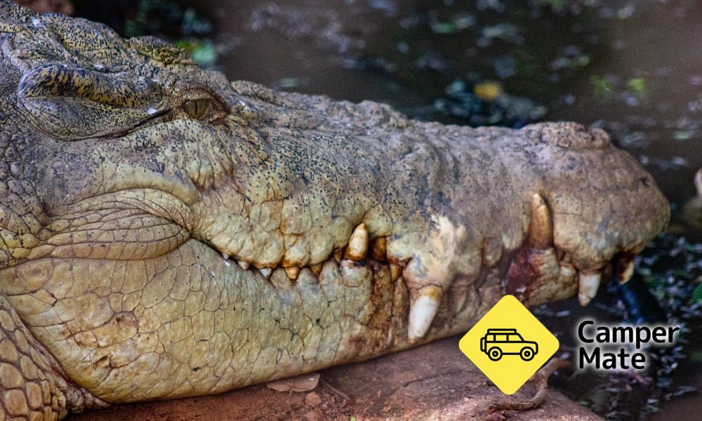 Malcolm Douglas Crocodile Park - Image 2