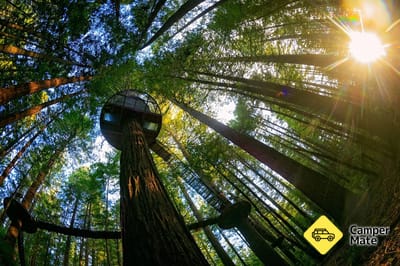 Redwoods ट्रीवॉक